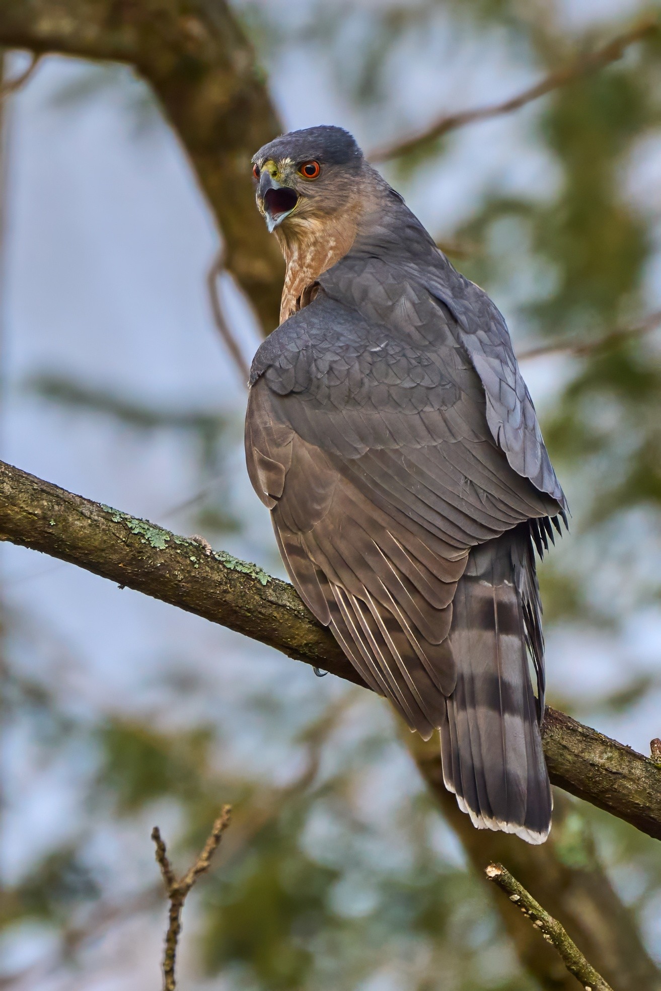 Cooper's Hawk - Ashland NC - 11052023 - 02- DN.jpg