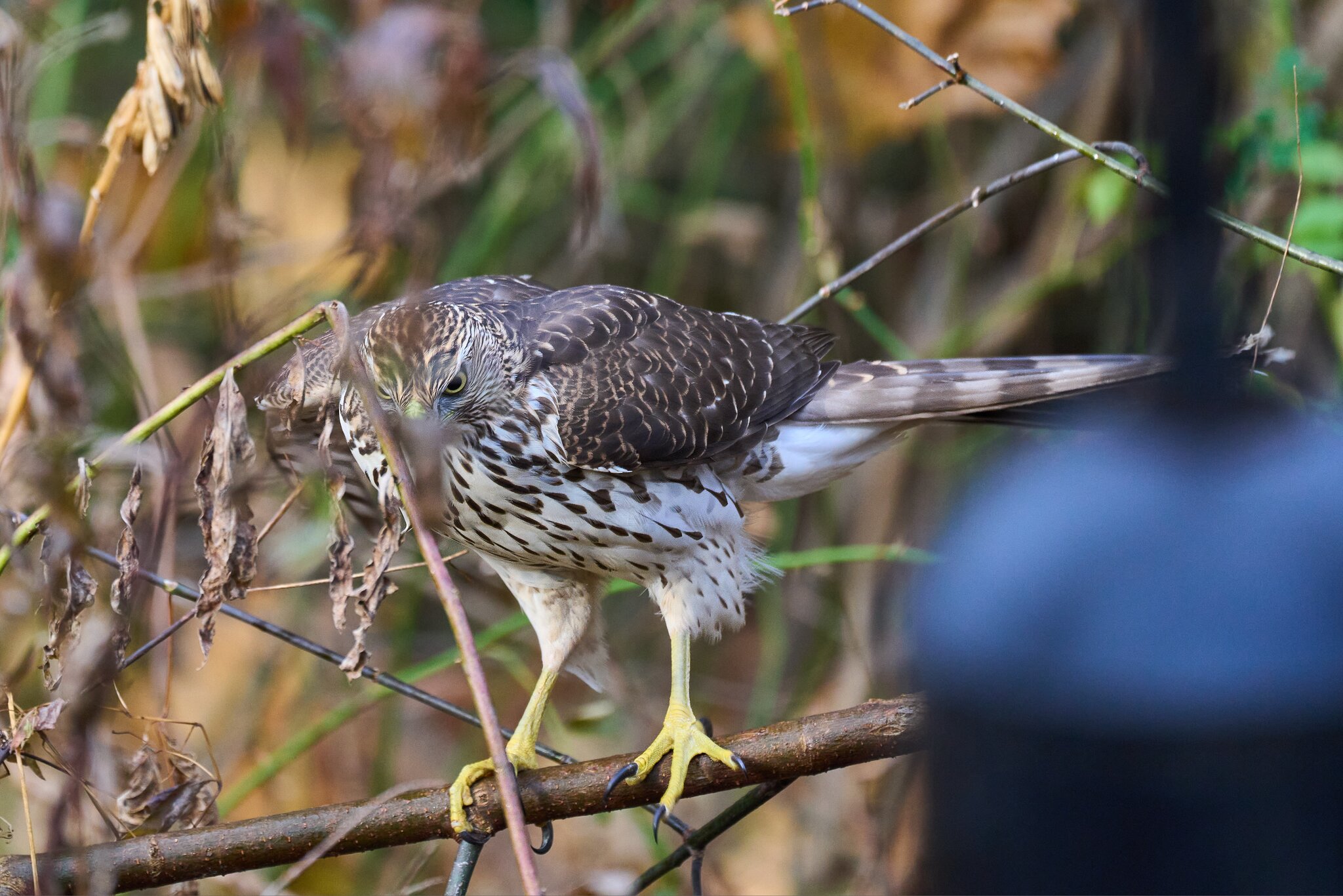 Cooper's Hawk - Ashland NC - 11052023 - 04- DN.jpg