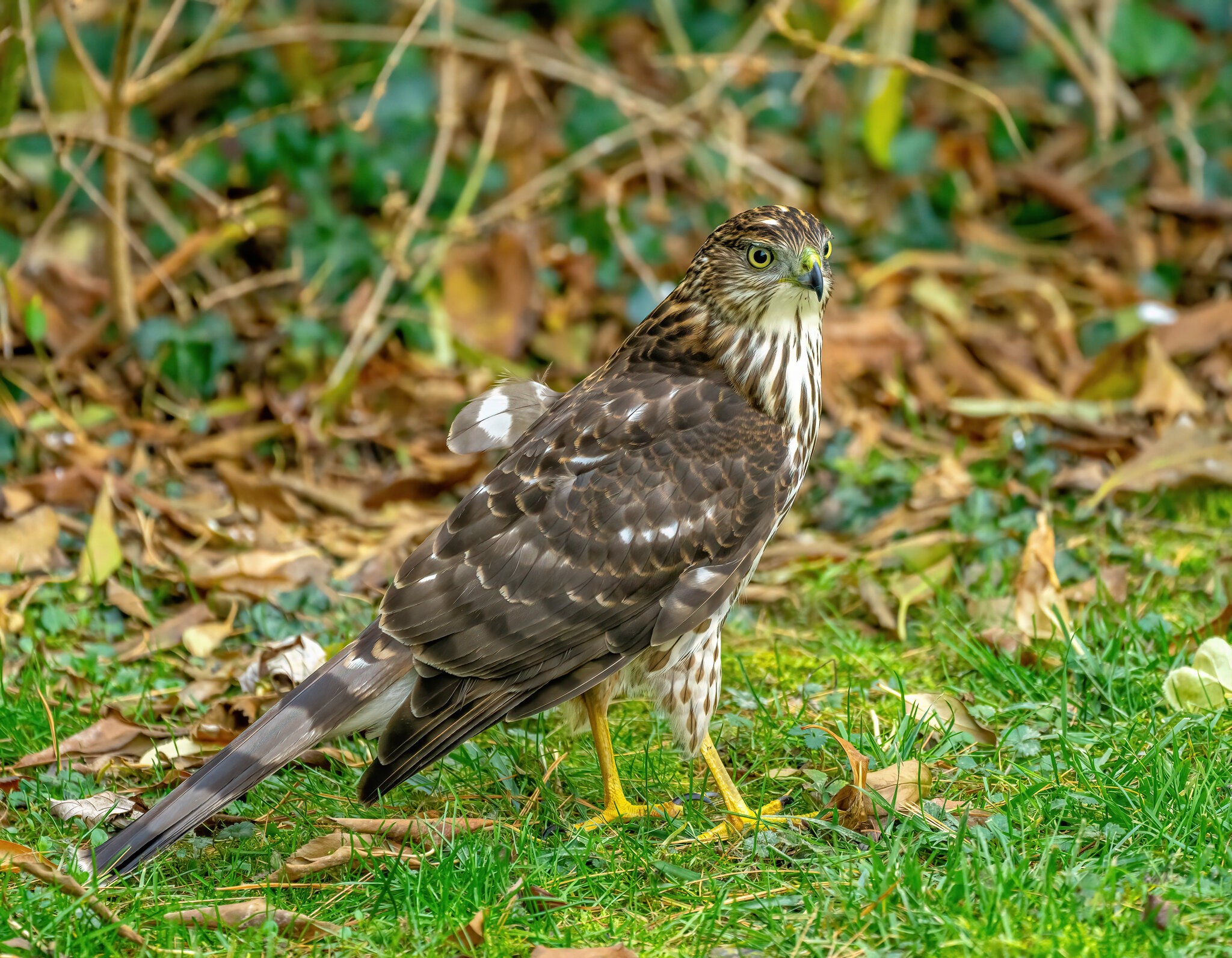 Cooper's hawk - Dad's Place - 12132020 - 03.jpg