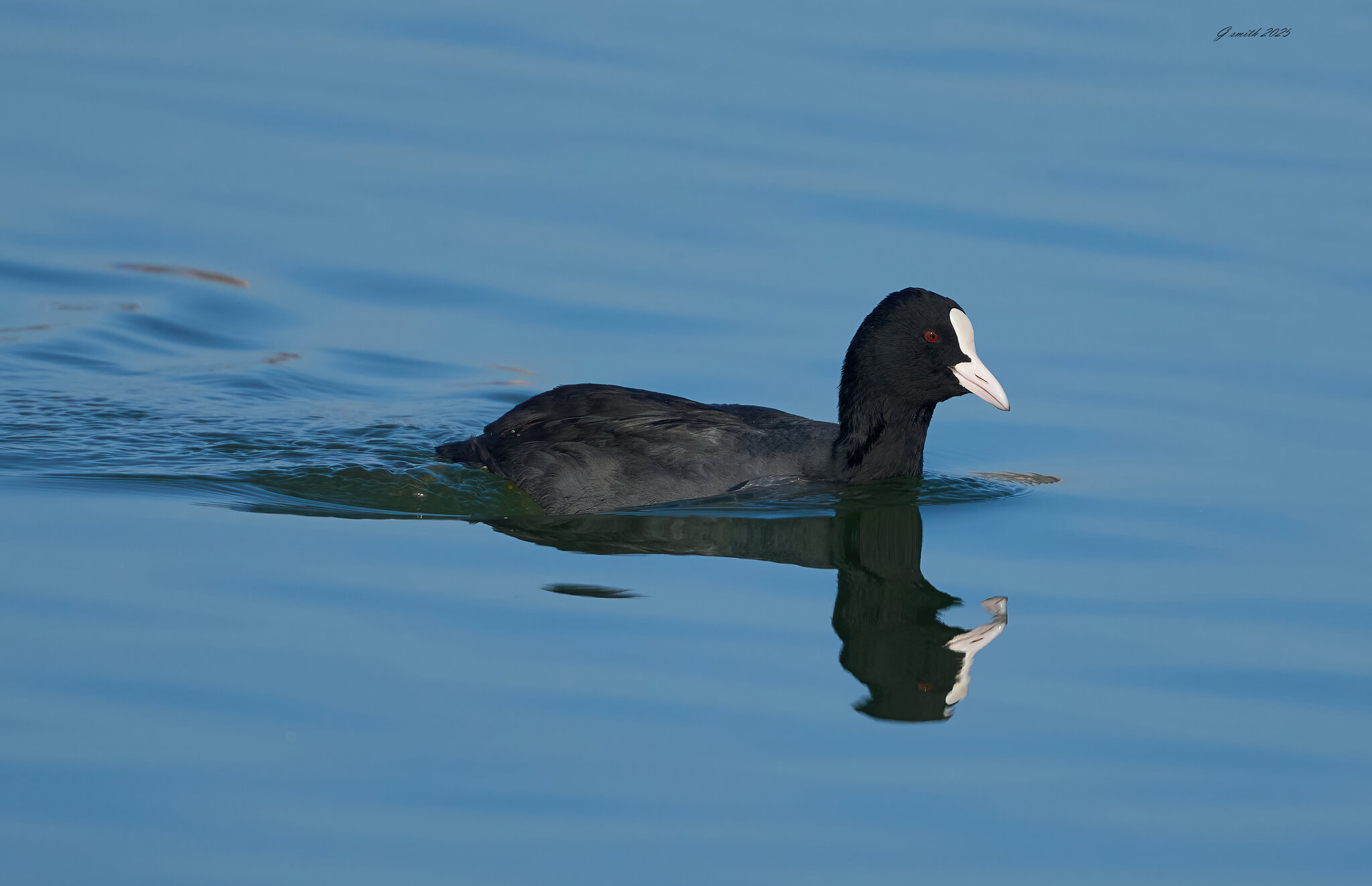 coot 2025 .jpg