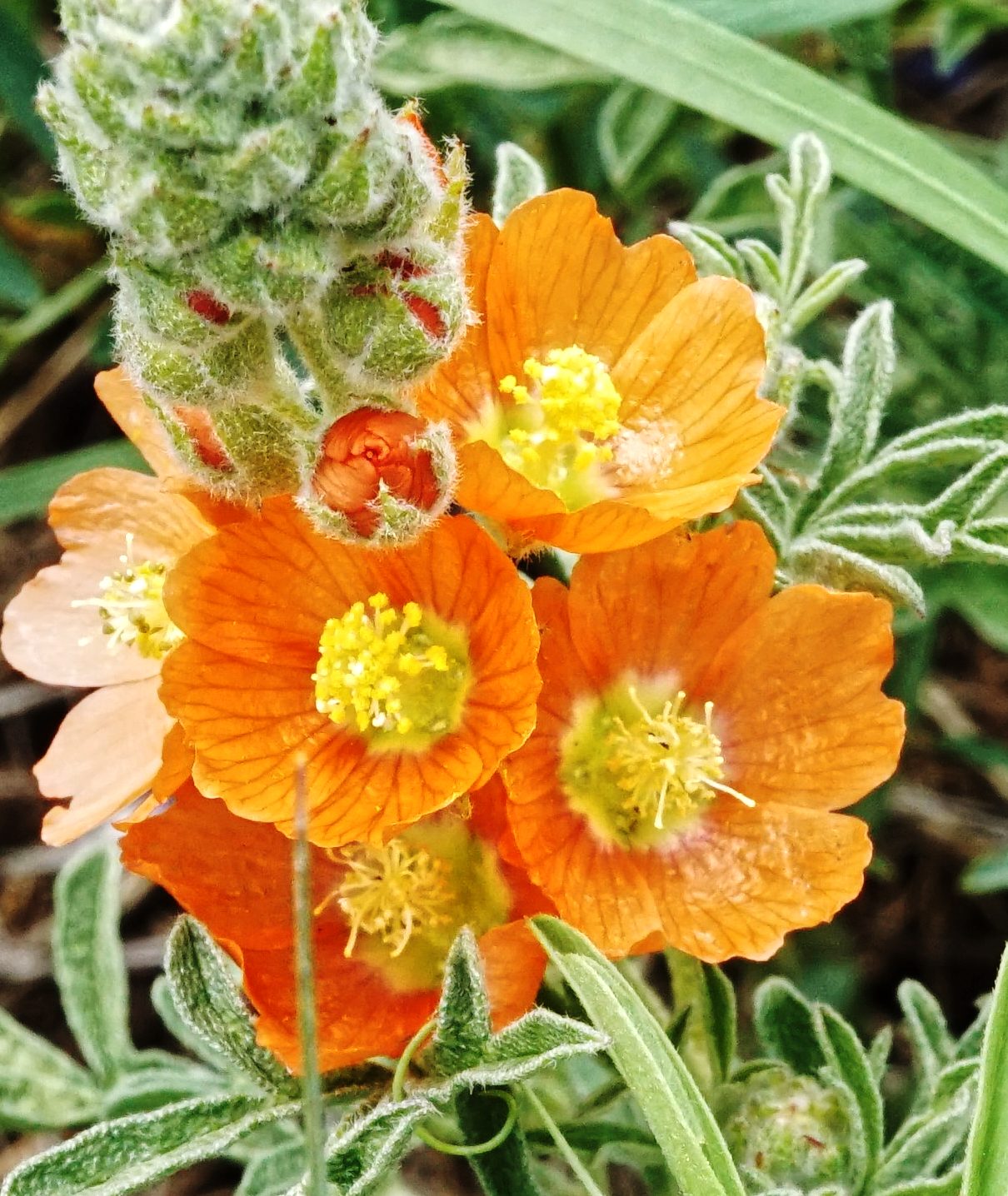 Copper Mallow