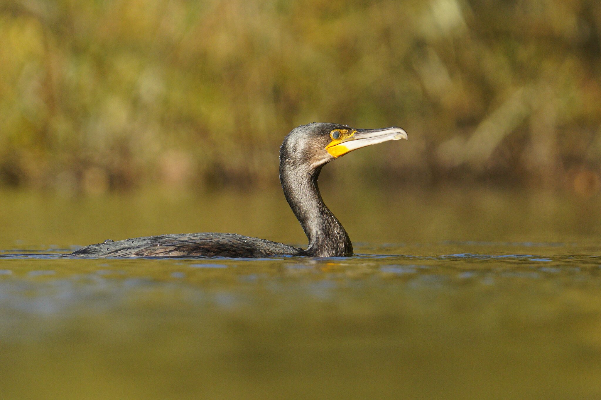 cormorant-4000px.jpg