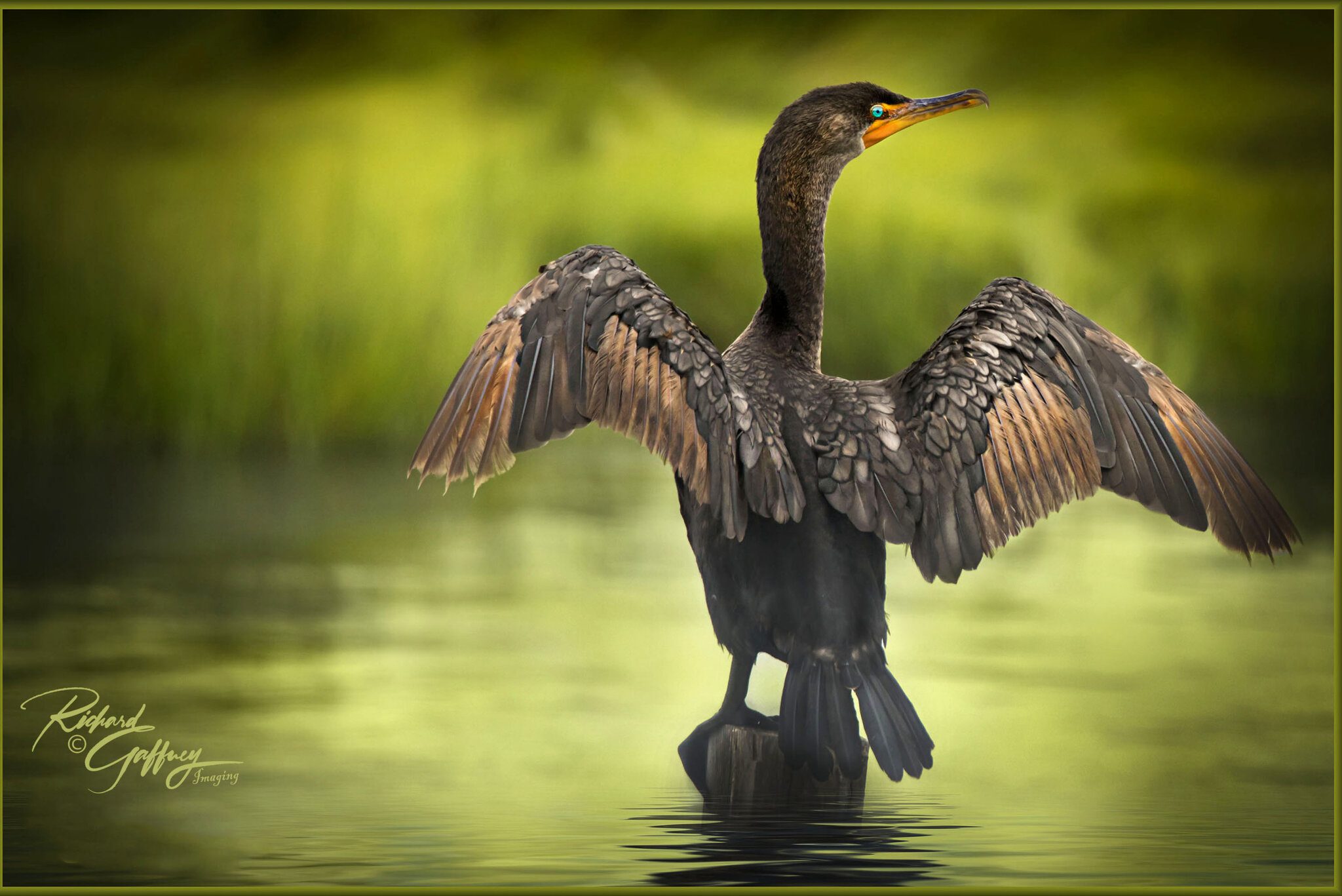 Cormorant at Forsythe  pattern repete m.jpg