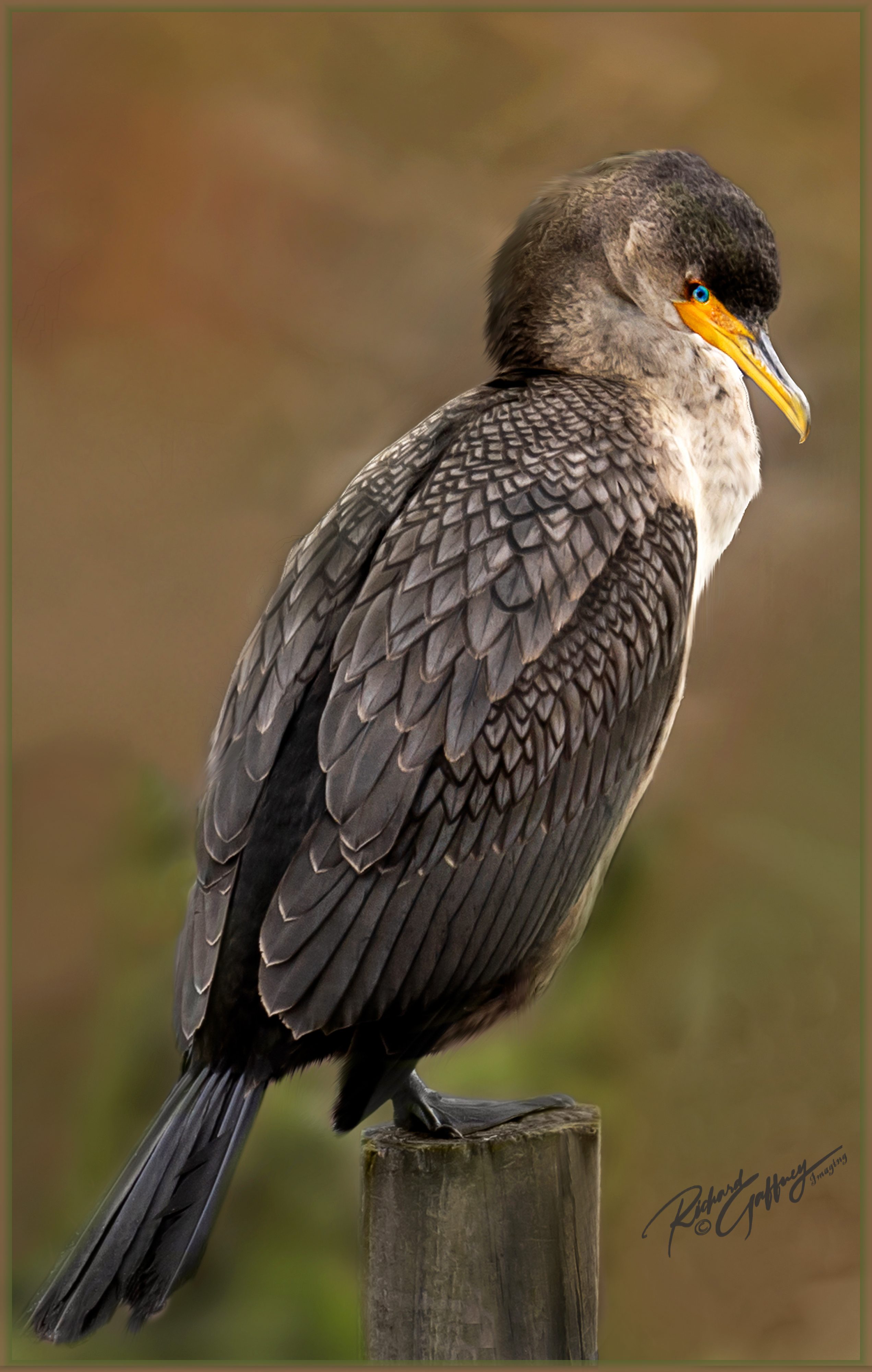 Cormorant at LOL Pt Pleasant M.jpg