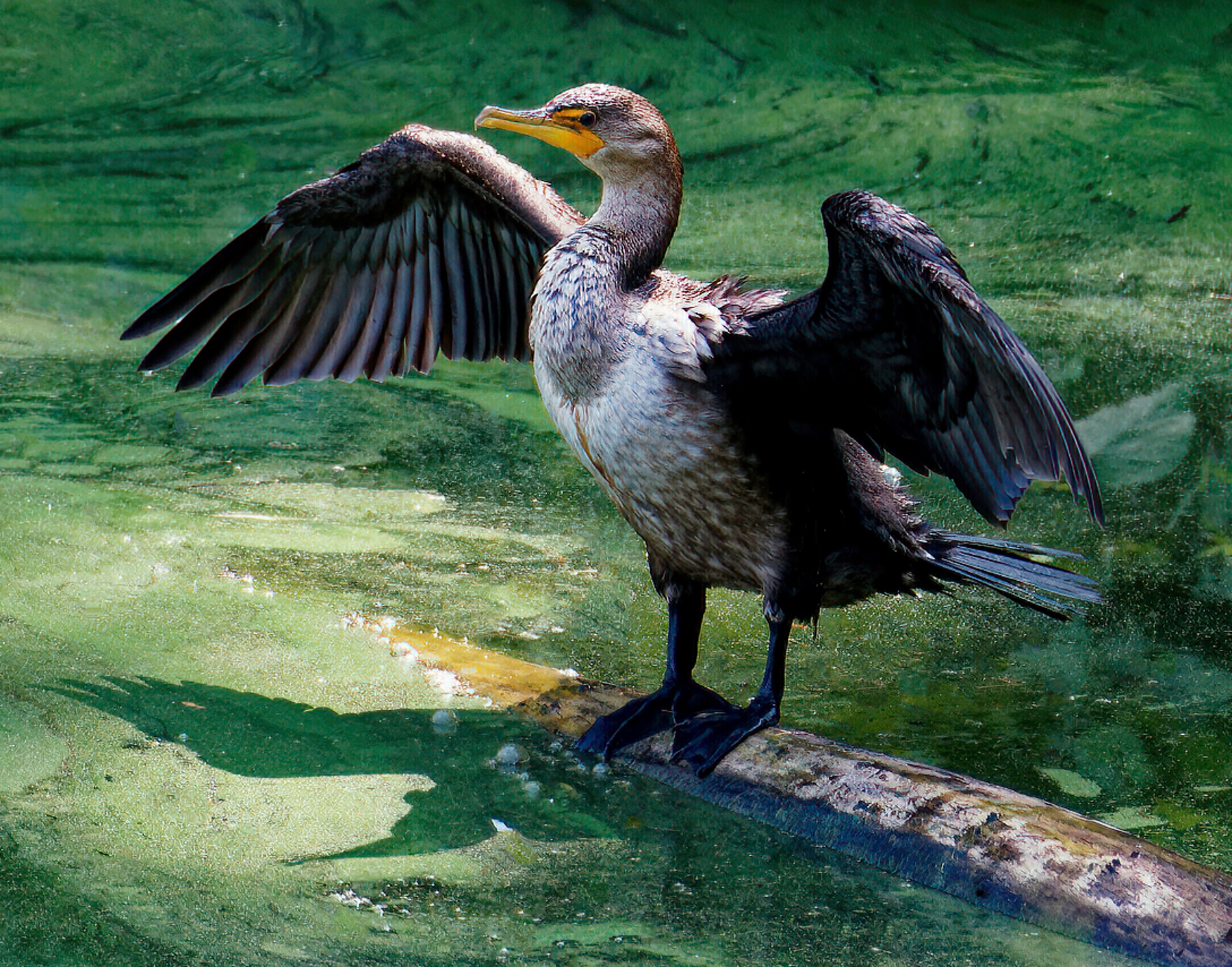 Cormorant Drying His Wings.jpeg