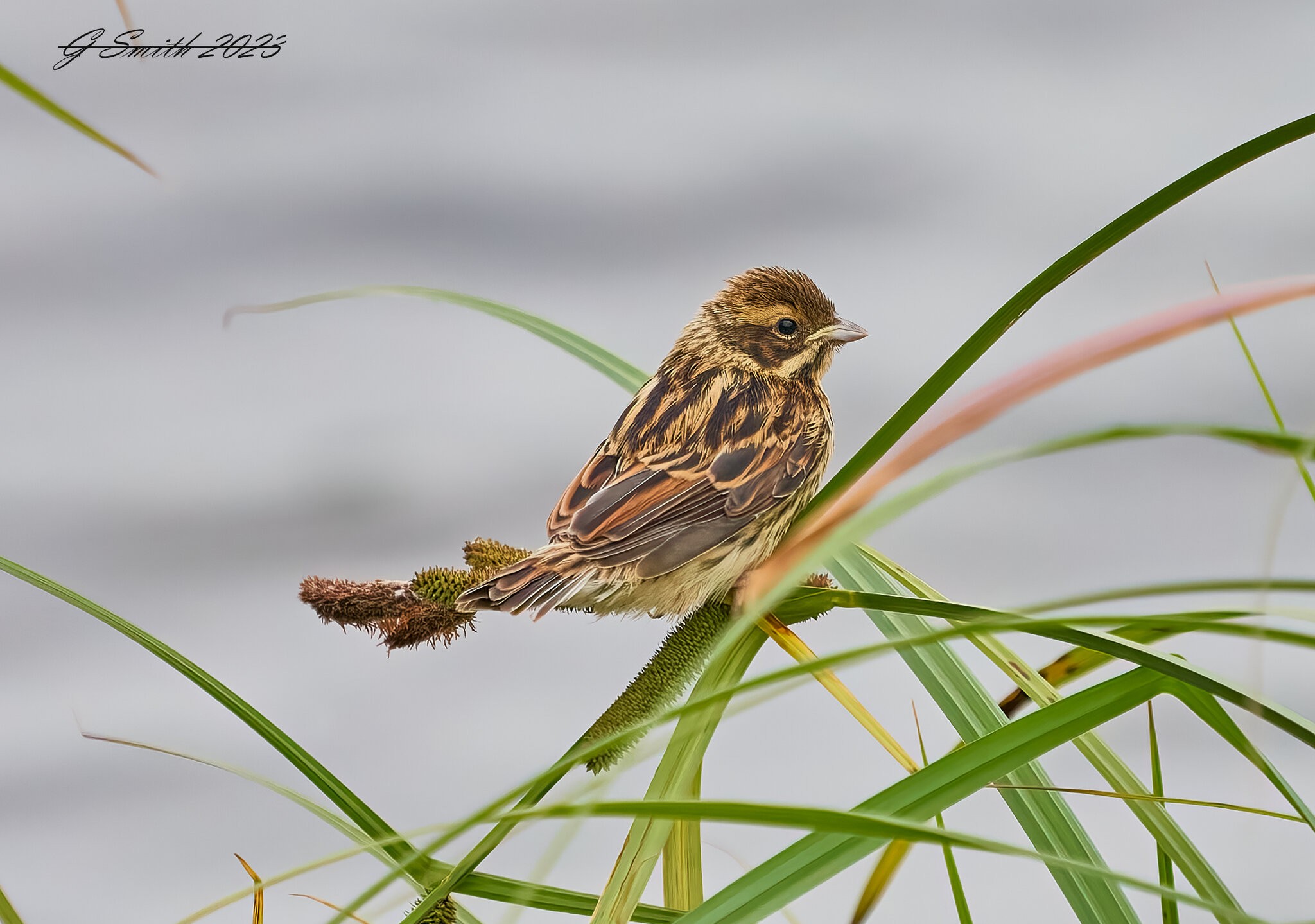 corn bunting 2023 2.jpg