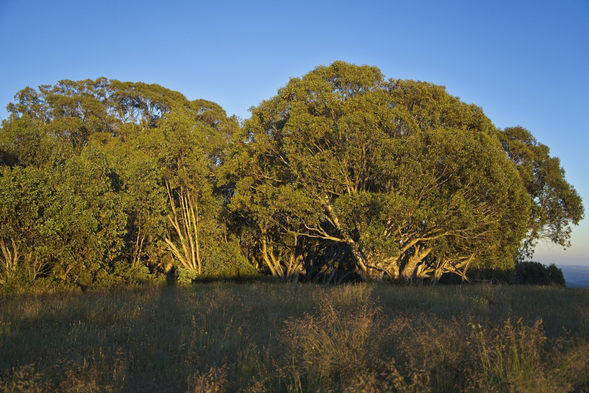 Craigs Hut Pano-small 1.jpg