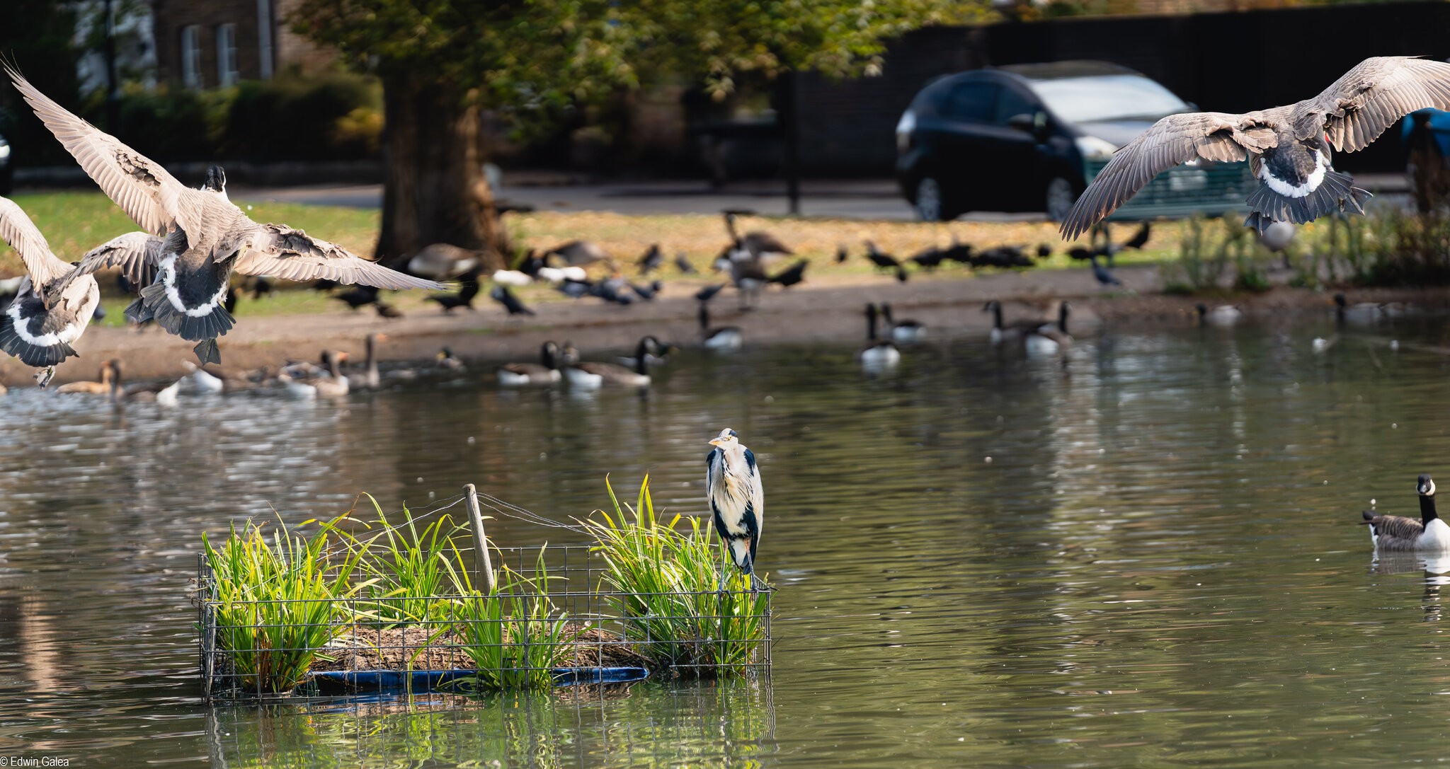 crane and geese-5.jpg