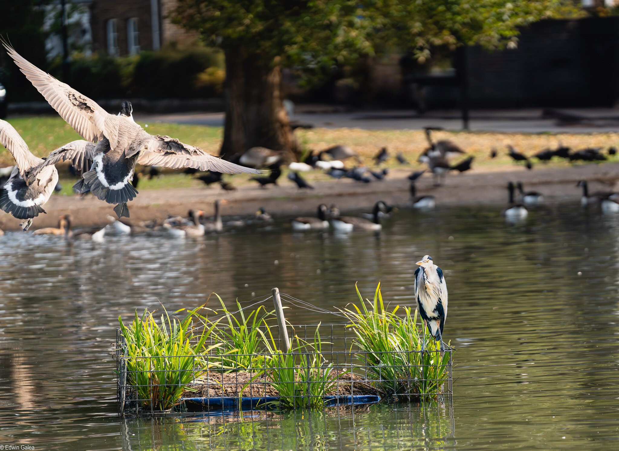 crane and geese-6.jpg