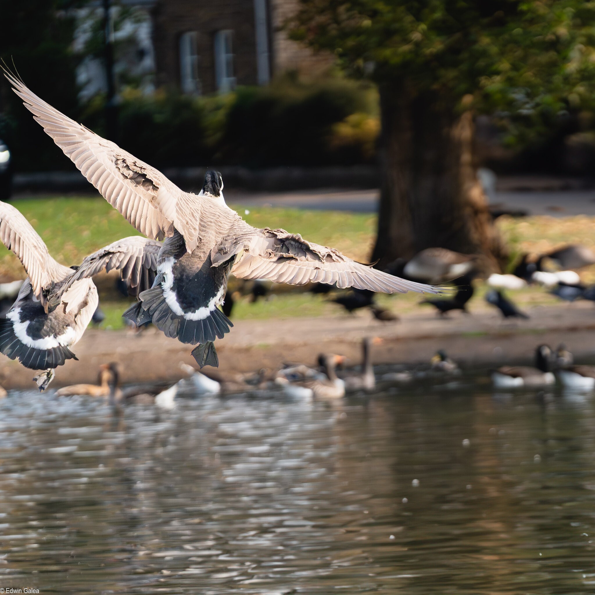 crane and geese-9.jpg