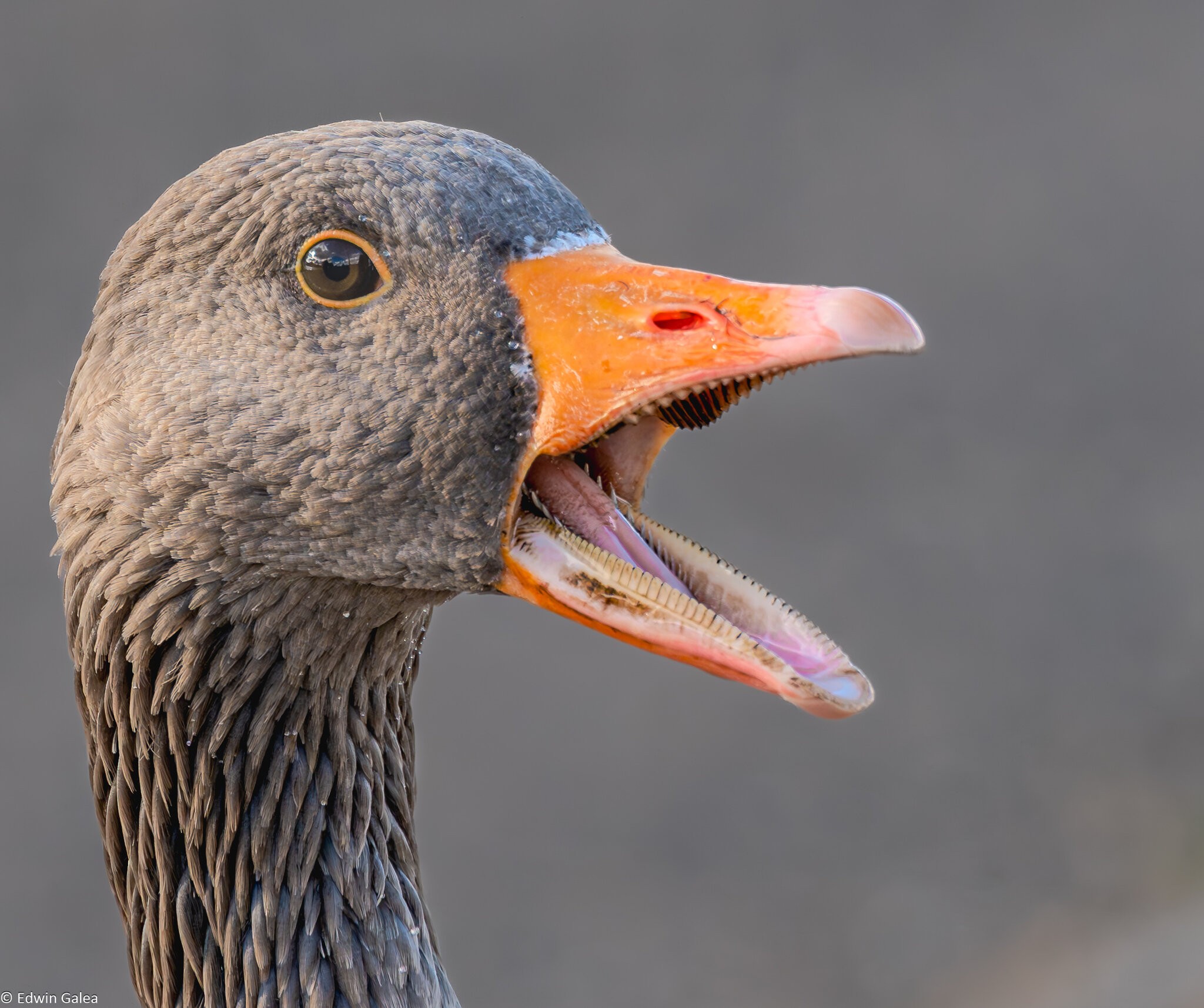 crazy_goose_hdr-10.jpg