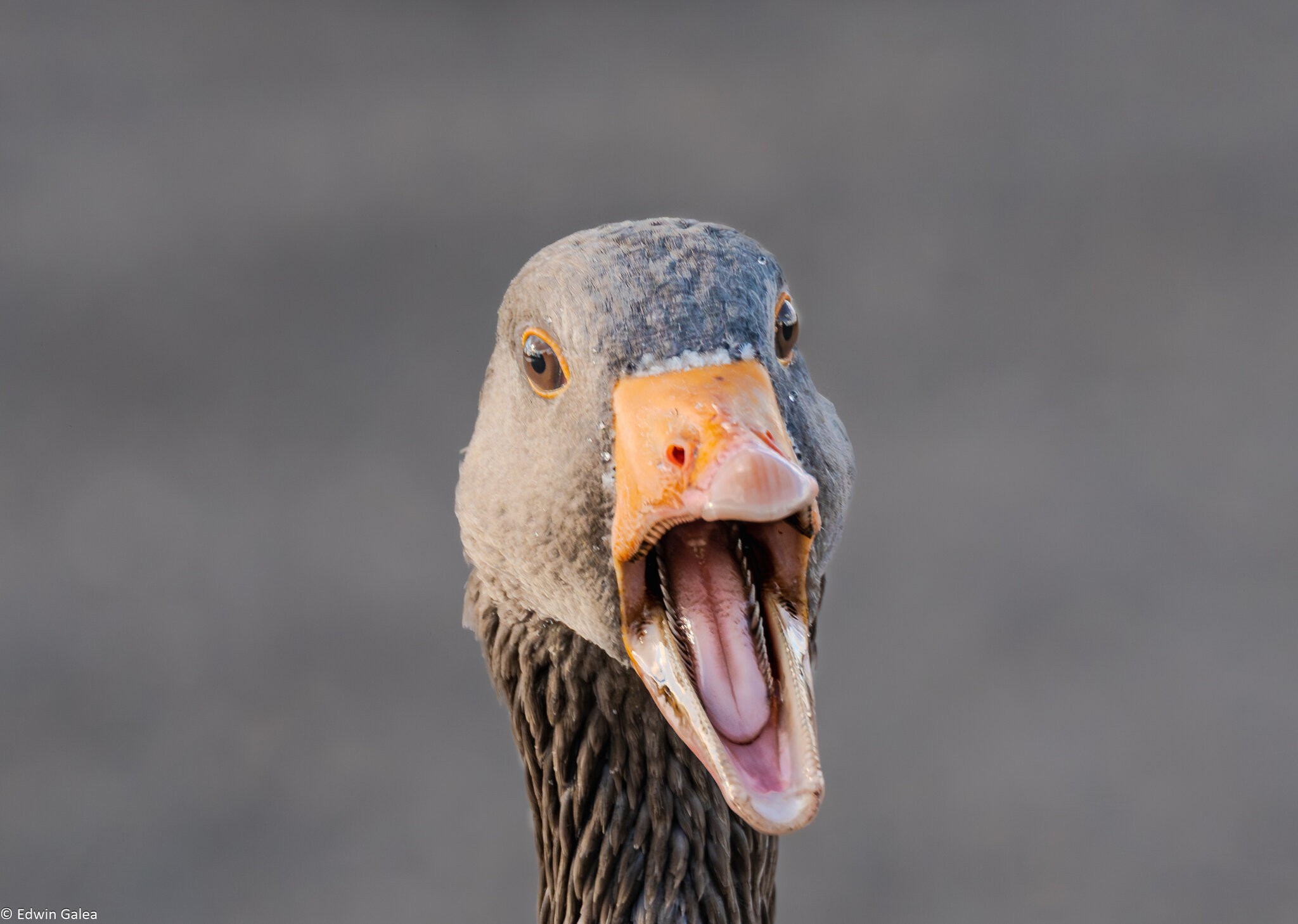 crazy_goose_hdr-3.jpg