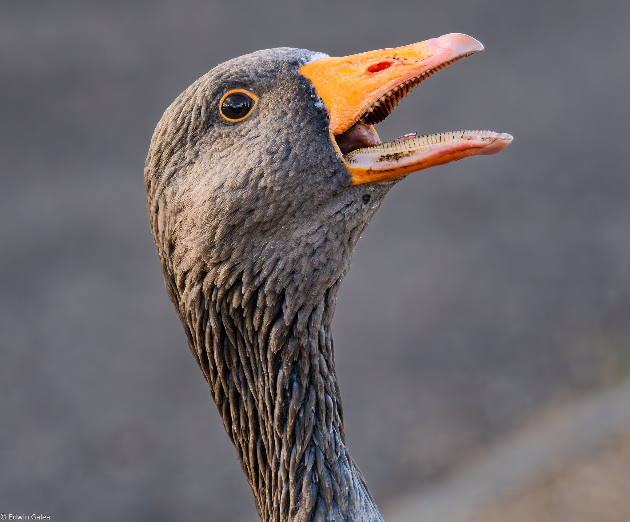 crazy_goose_hdr-6.jpg