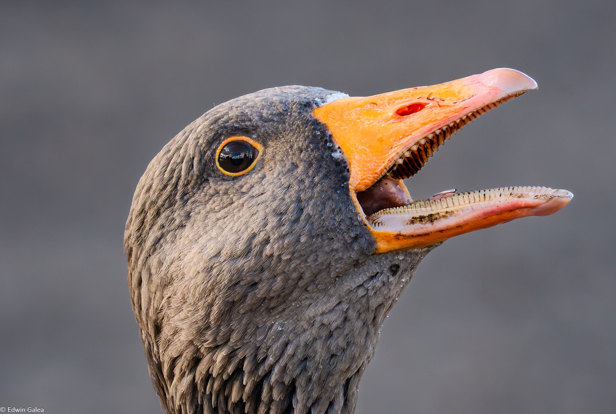 crazy_goose_hdr-7.jpg