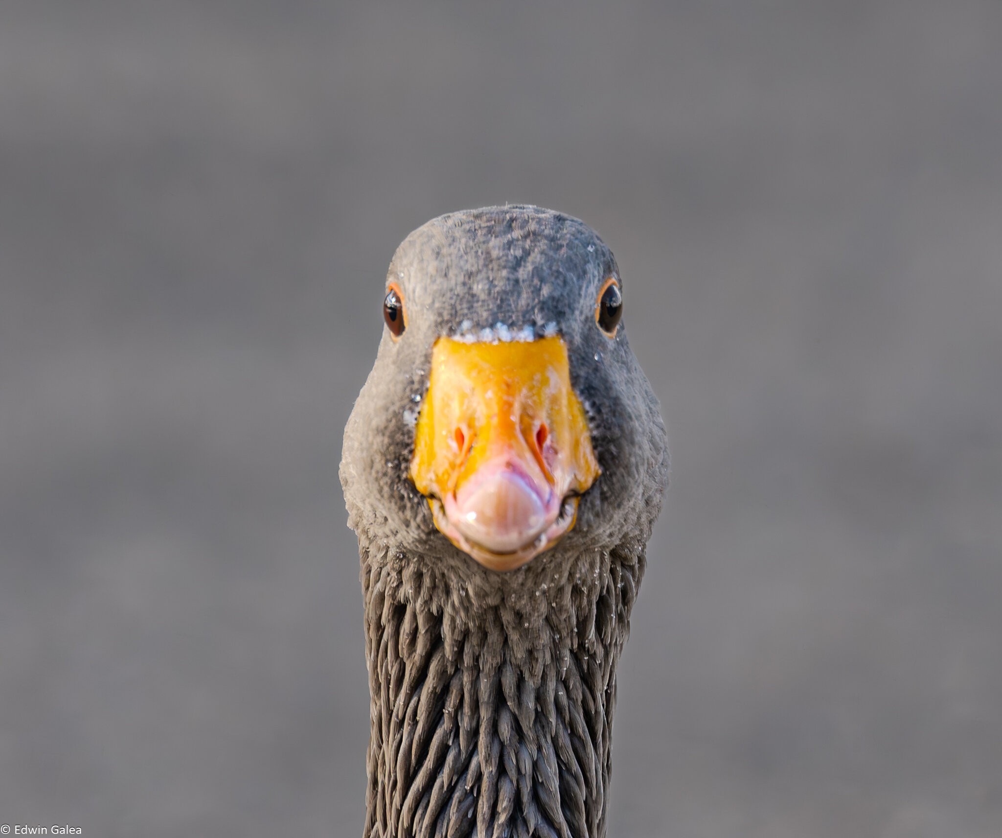 crazy_goose_hdr-9.jpg