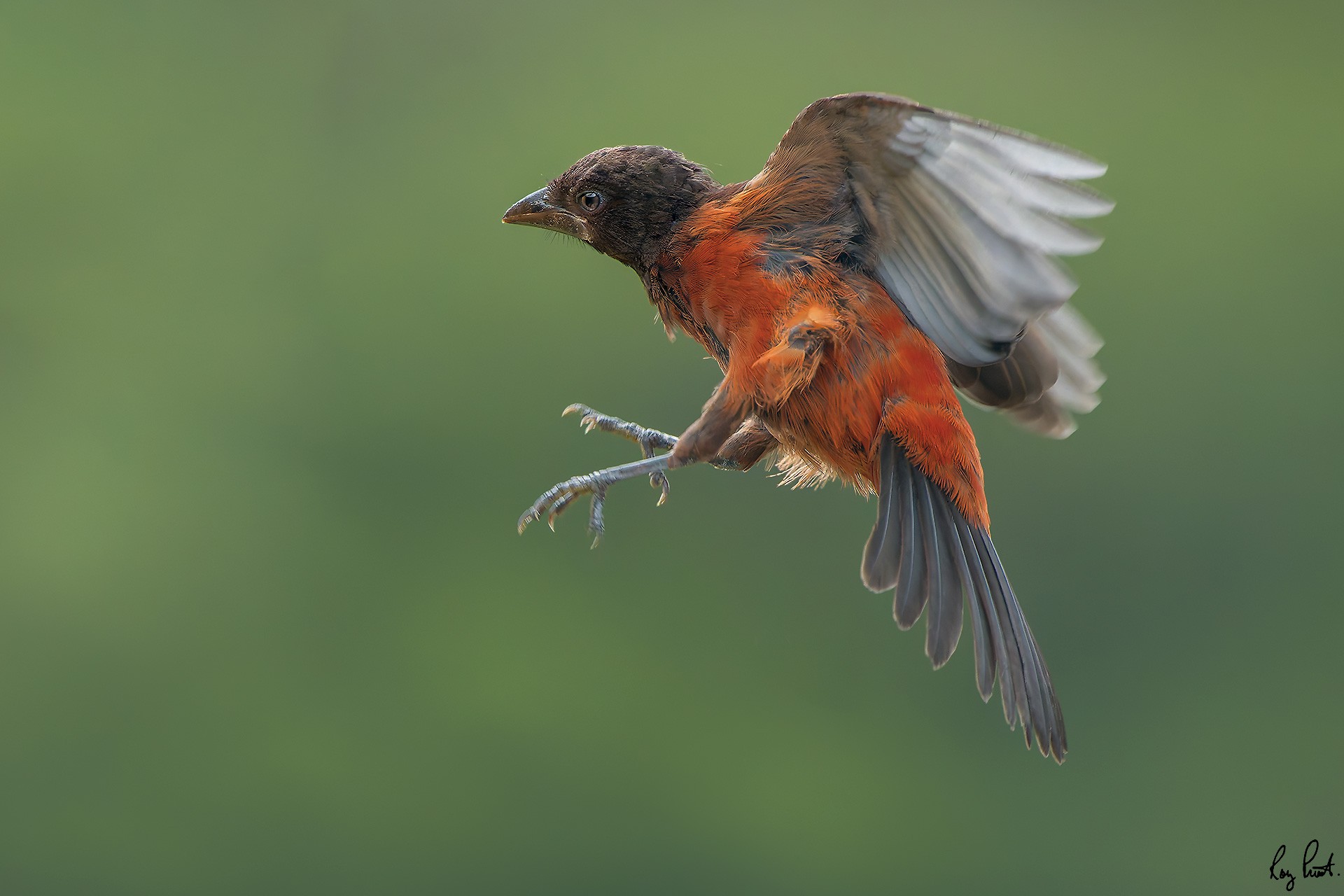 Crimson-backed-Tanager_DSC4109-Edit.jpg