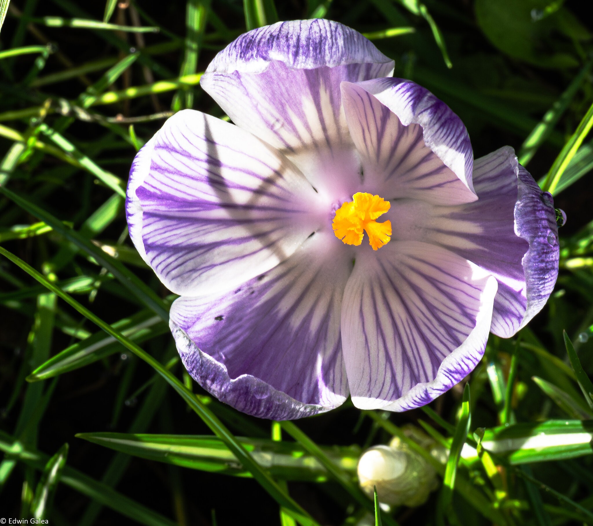 crocus-5.jpg