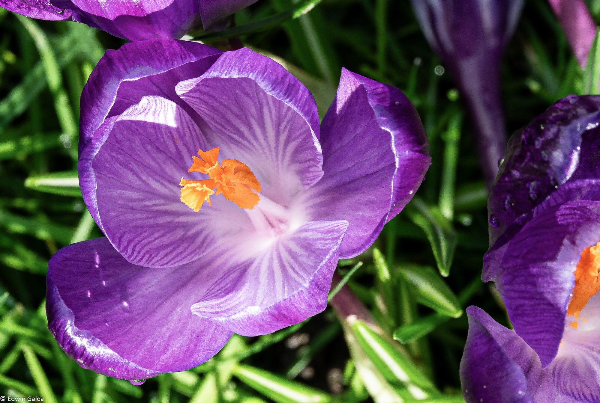 crocus-6_edited.jpg