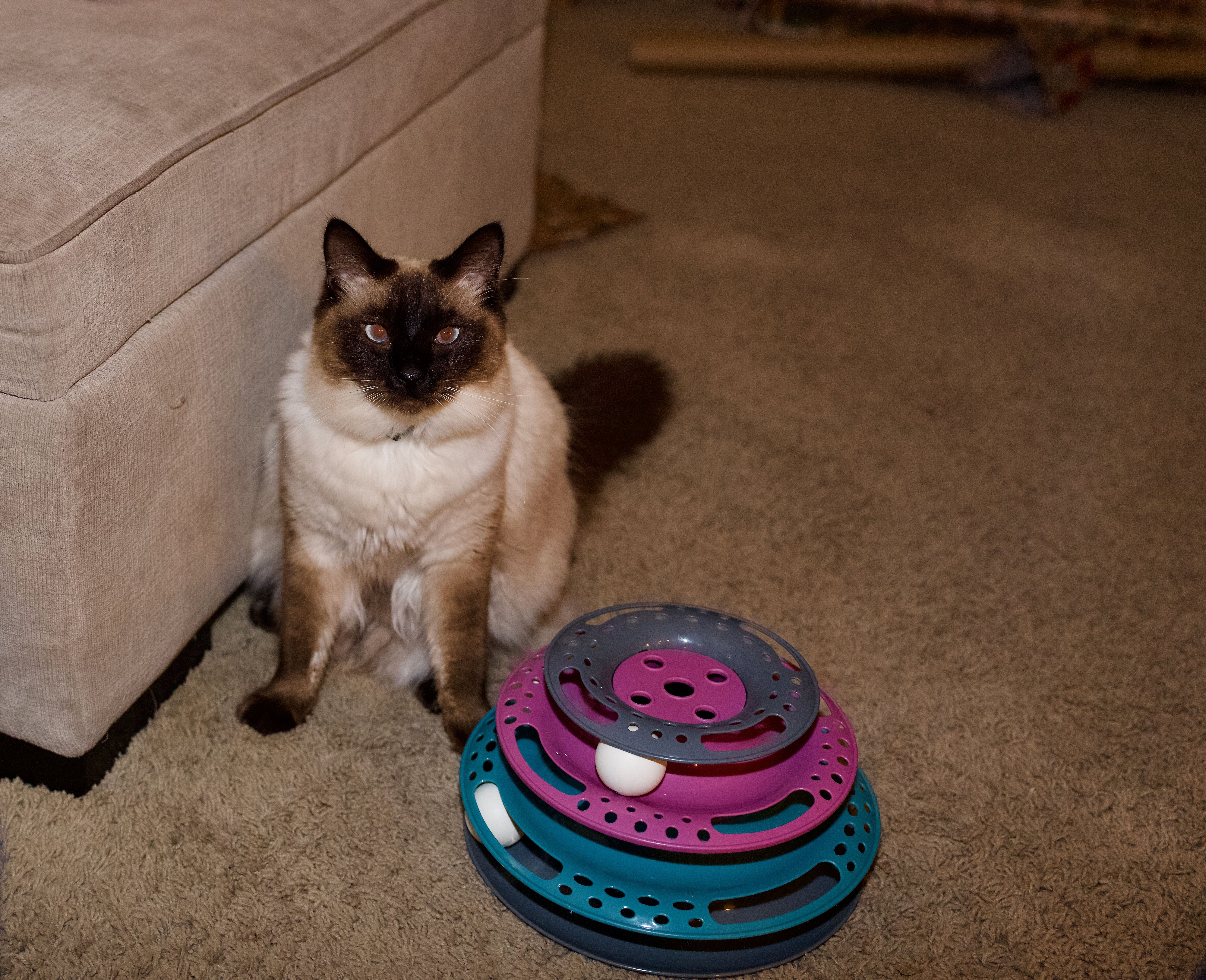Cross Eyed Cat.jpeg