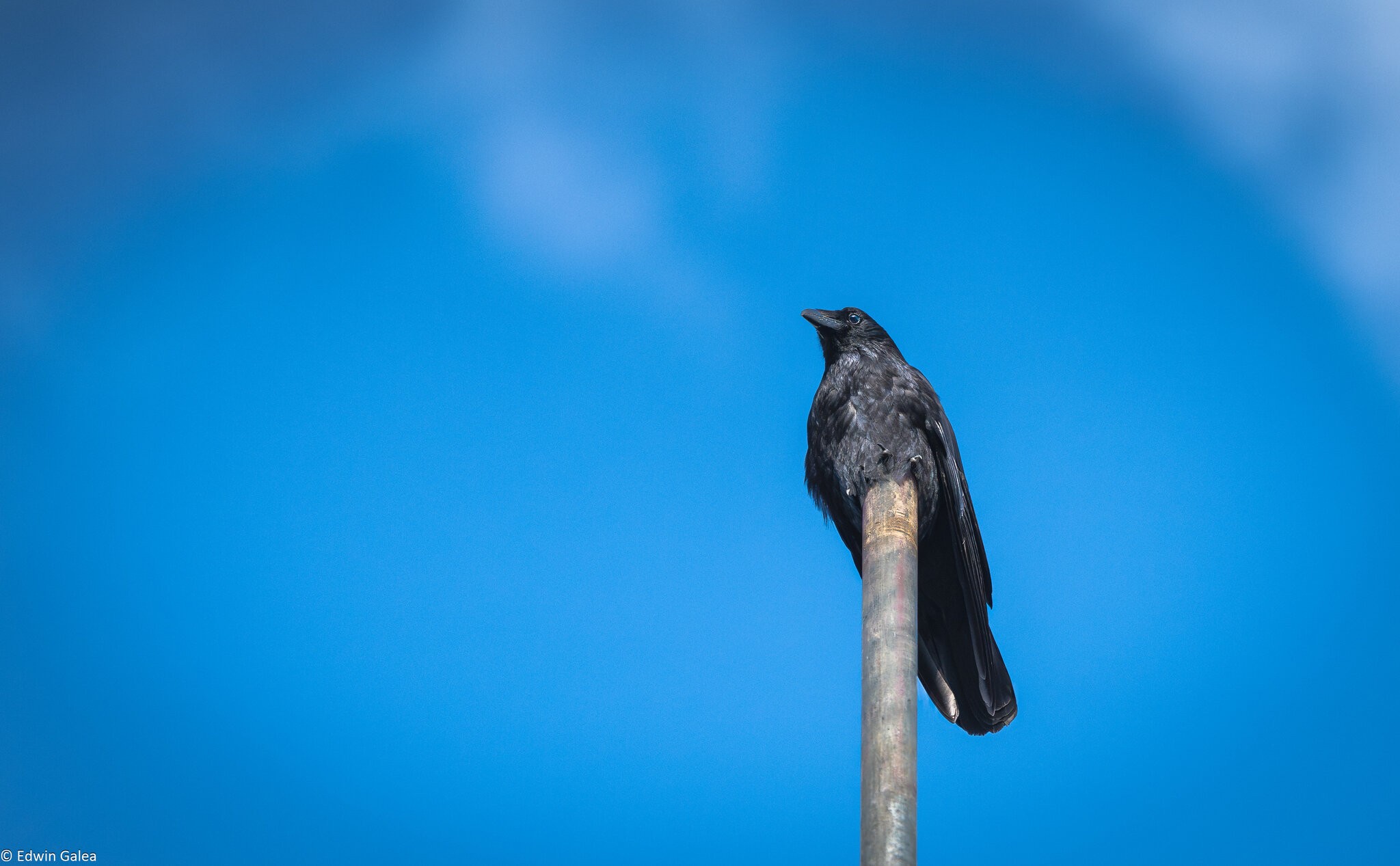crow on pole-1.jpg