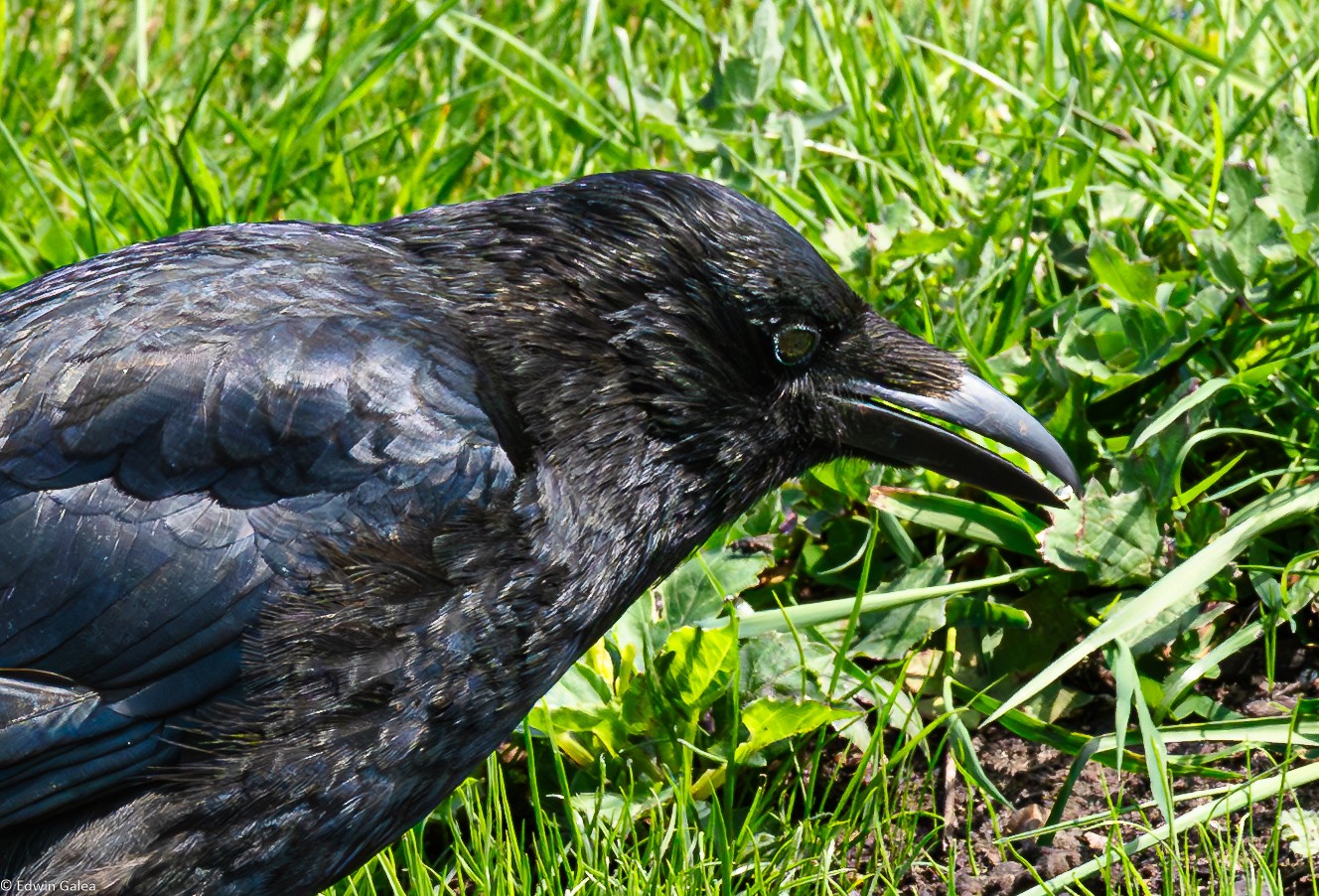 crow with diamond-2.jpg