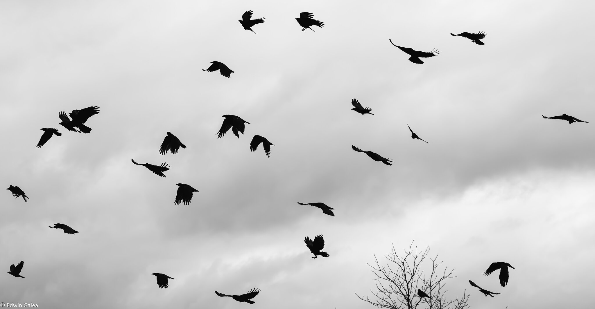 crow_dance_bw_pb5-3.jpg