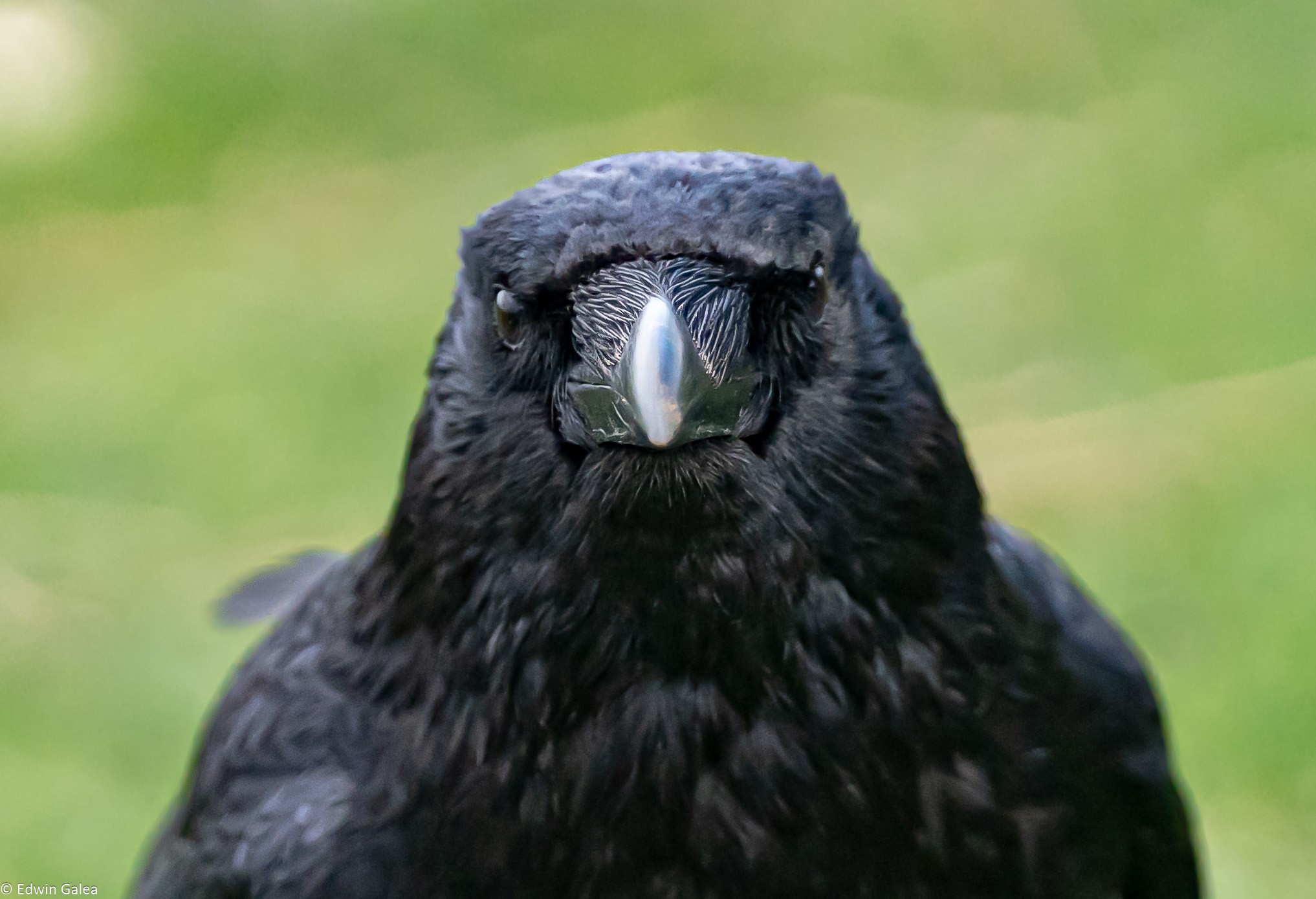 crow_face_on-2.jpg