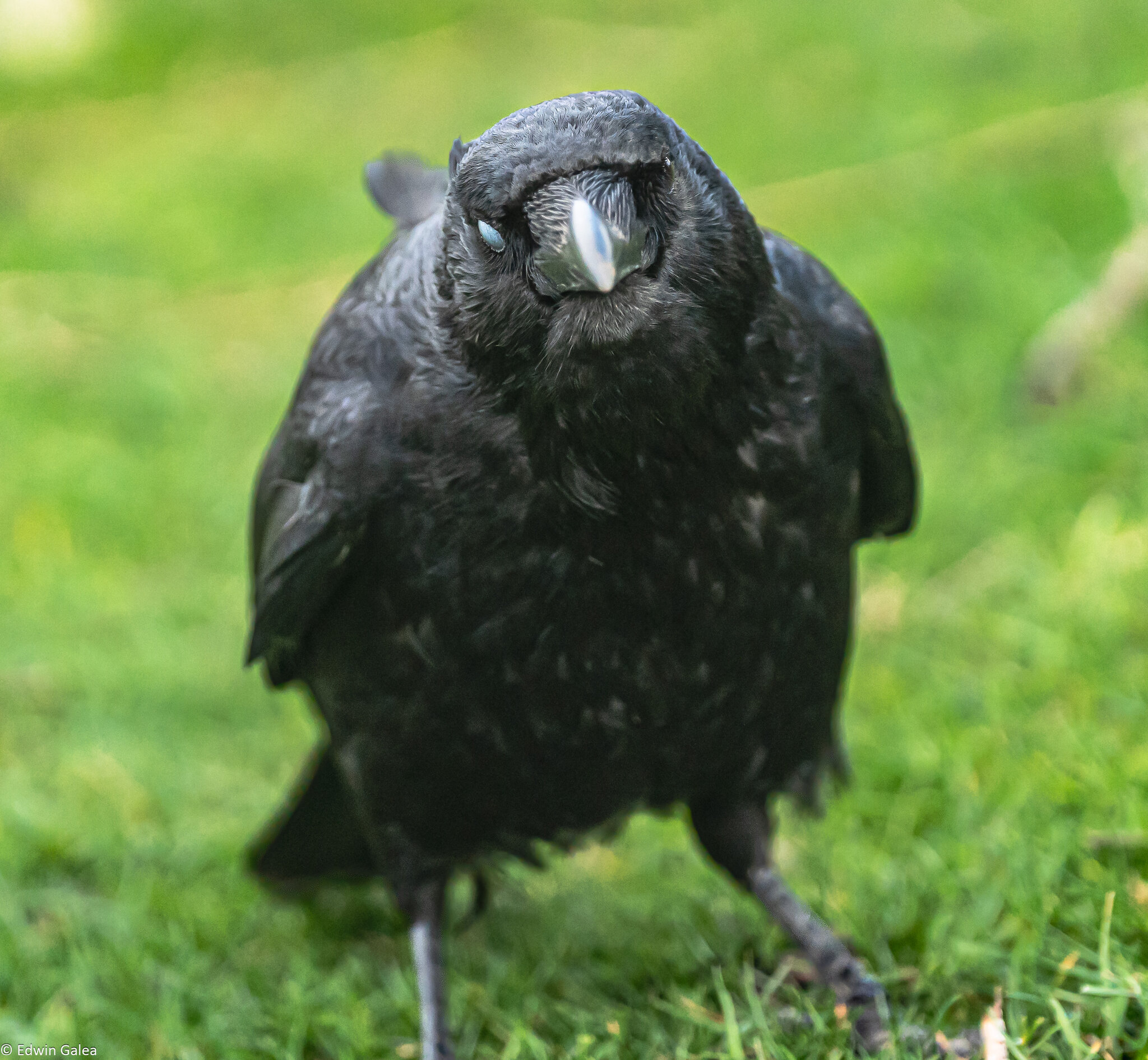 crow_face_on_attitude-1.jpg