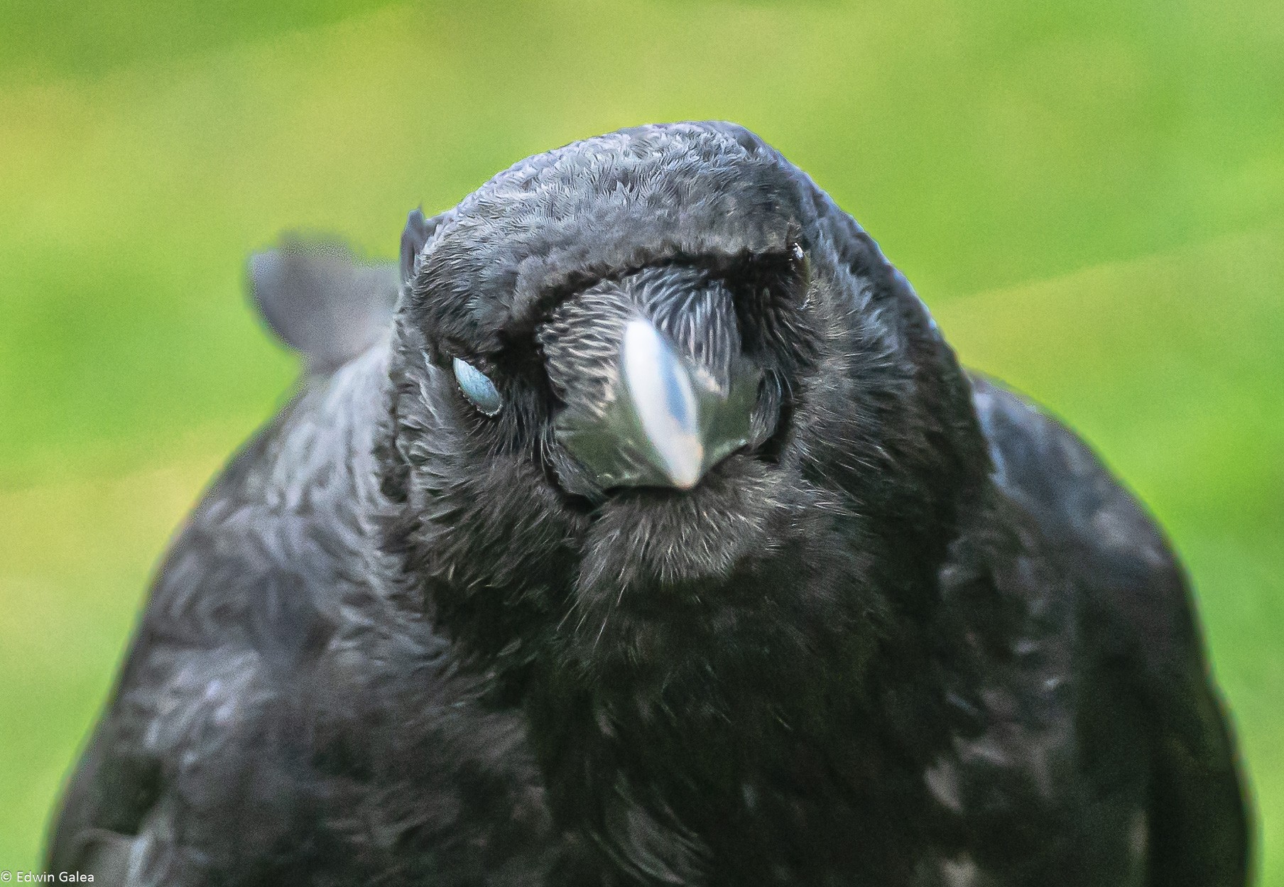 crow_face_on_attitude-2.jpg