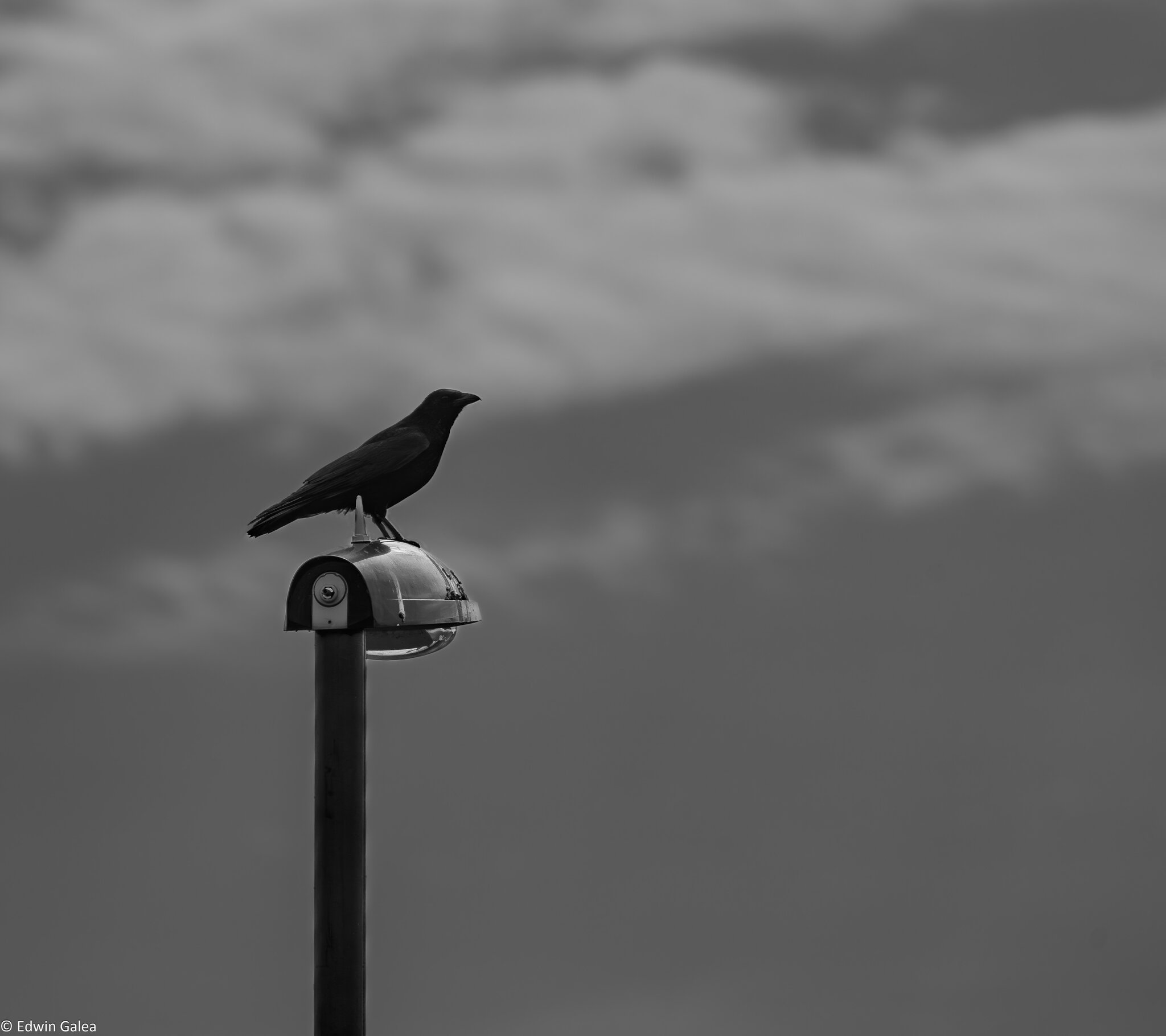 crow_on_perch-3.jpg