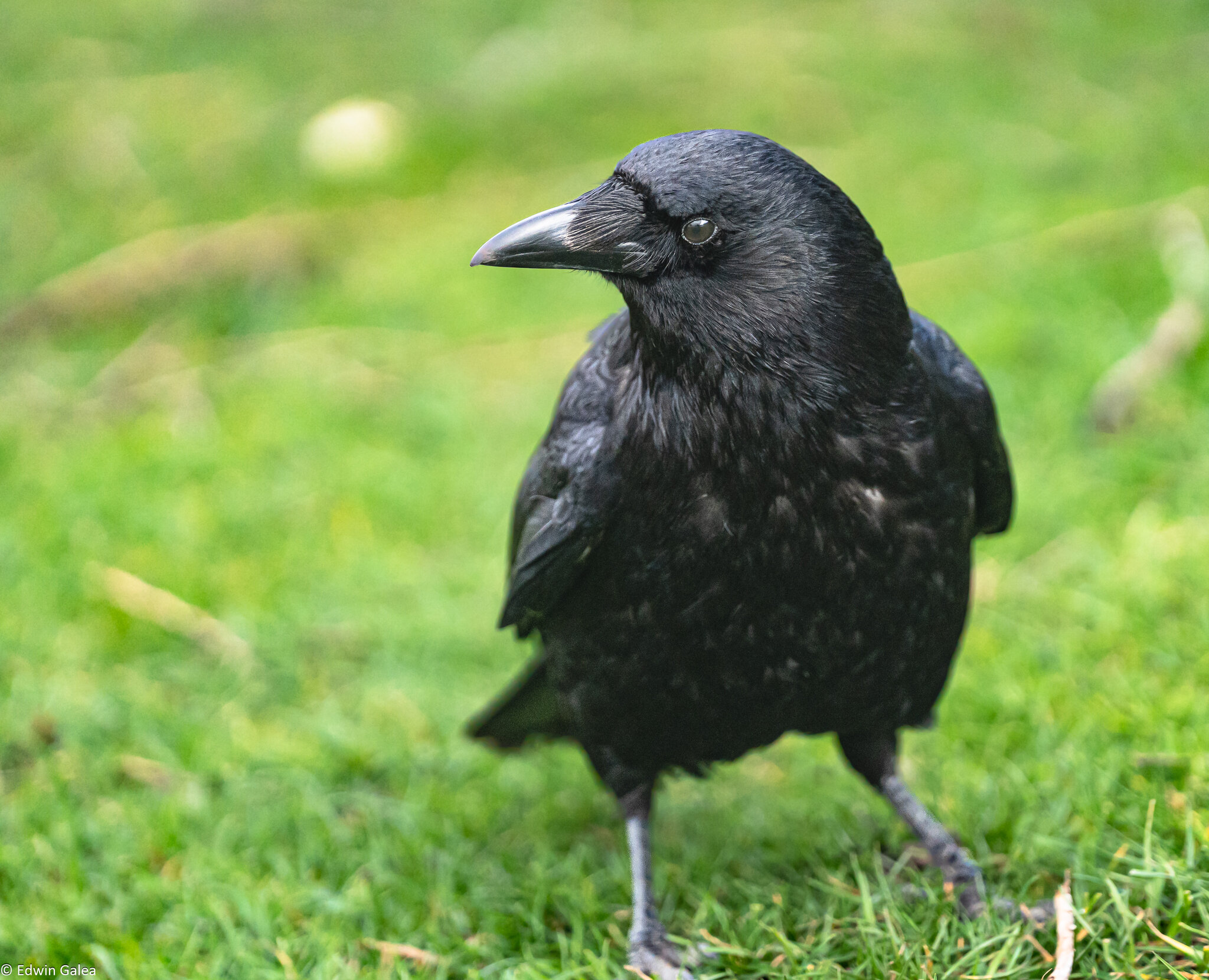 crow_side_glance-1.jpg