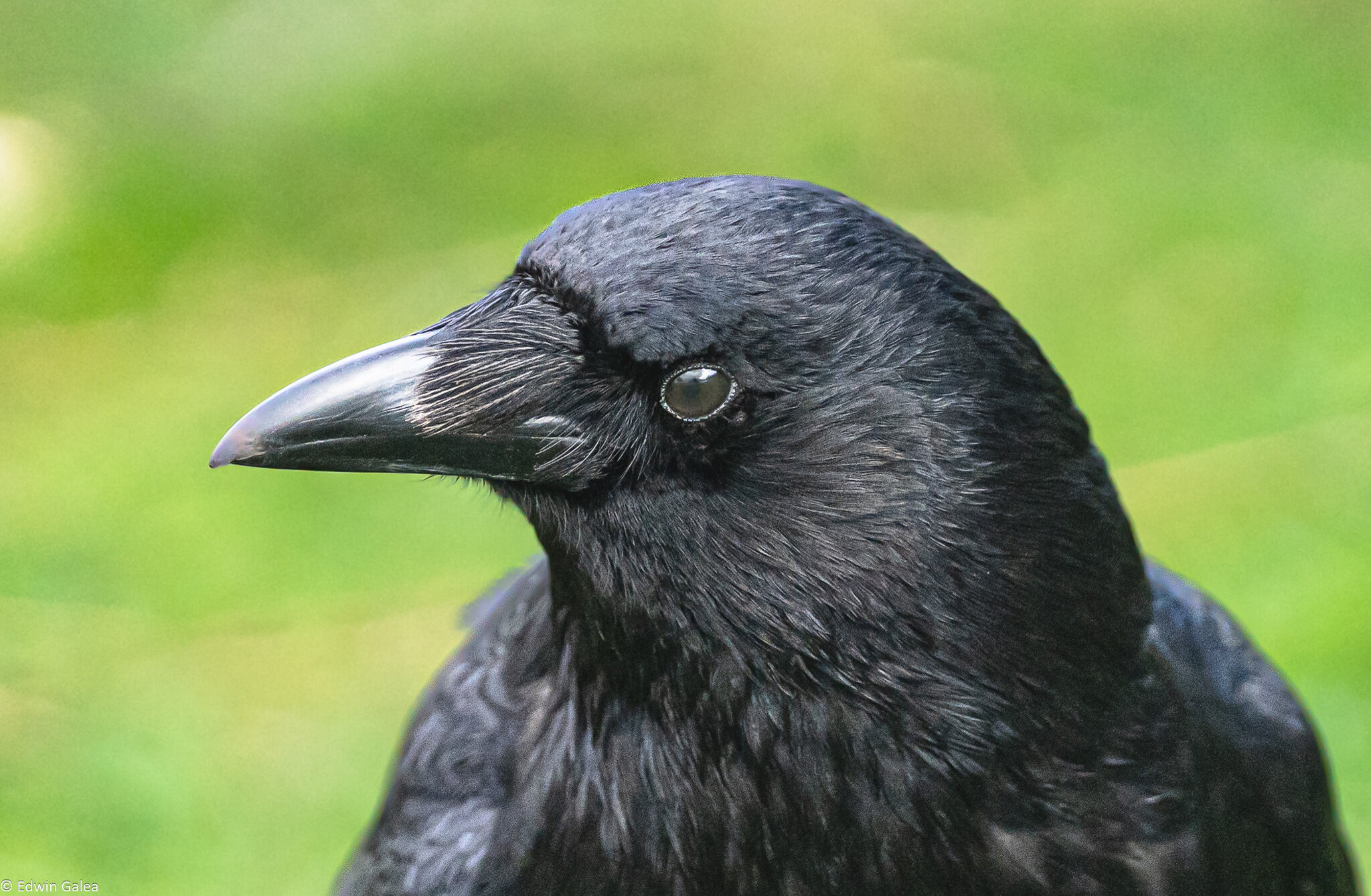 crow_side_glance-2.jpg