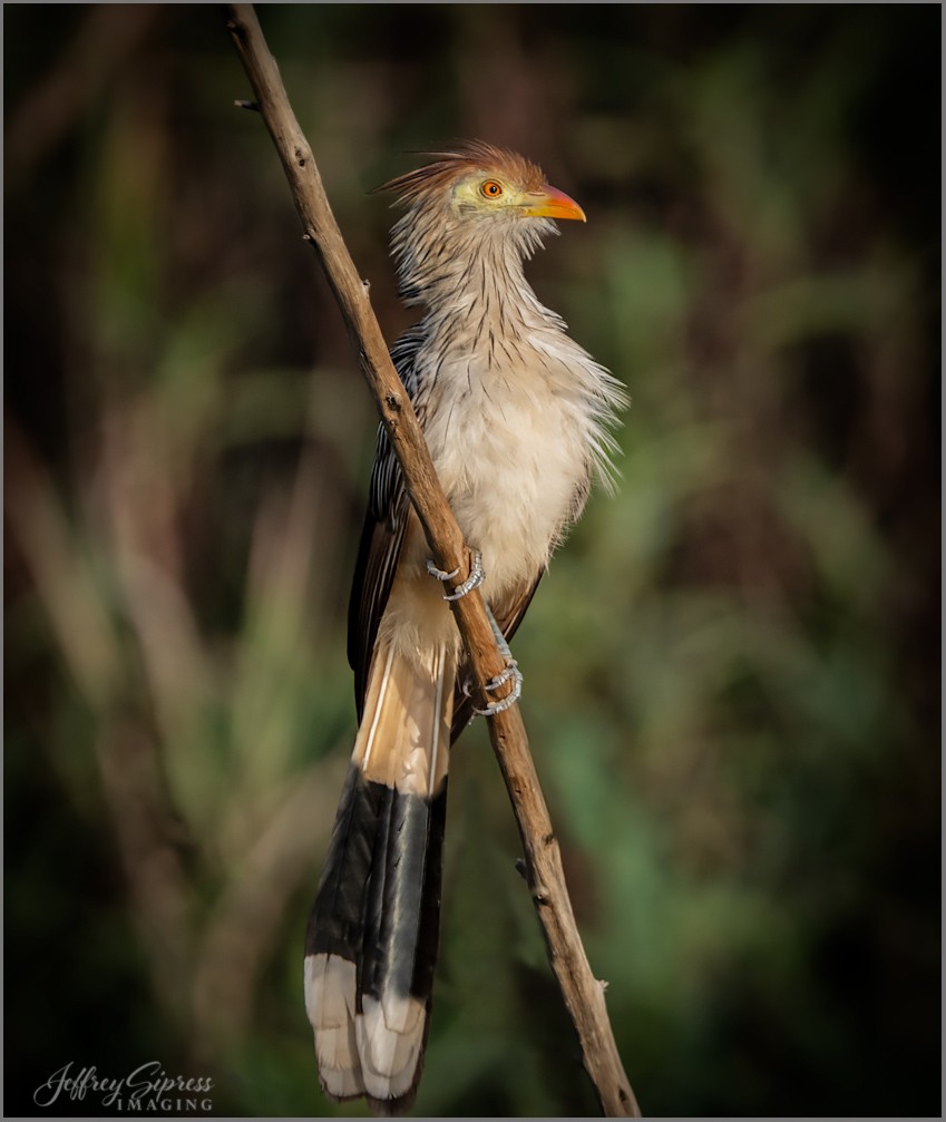 cuckoo1.jpg