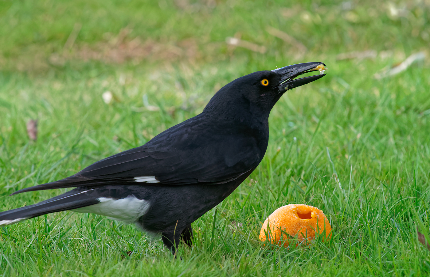 Currawong hollowing orange (14).jpg