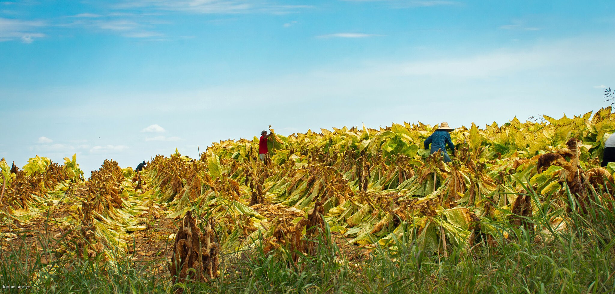 Cutting tobacco.jpg