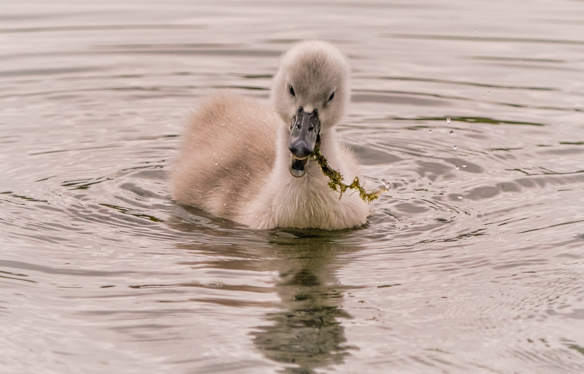 Cygnet