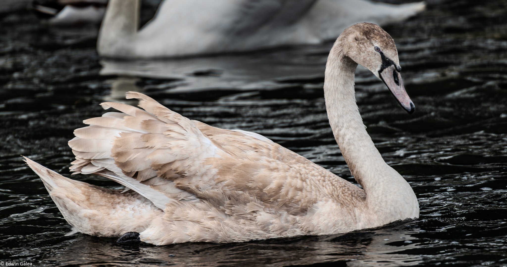 cygnet_HDR-2.jpg