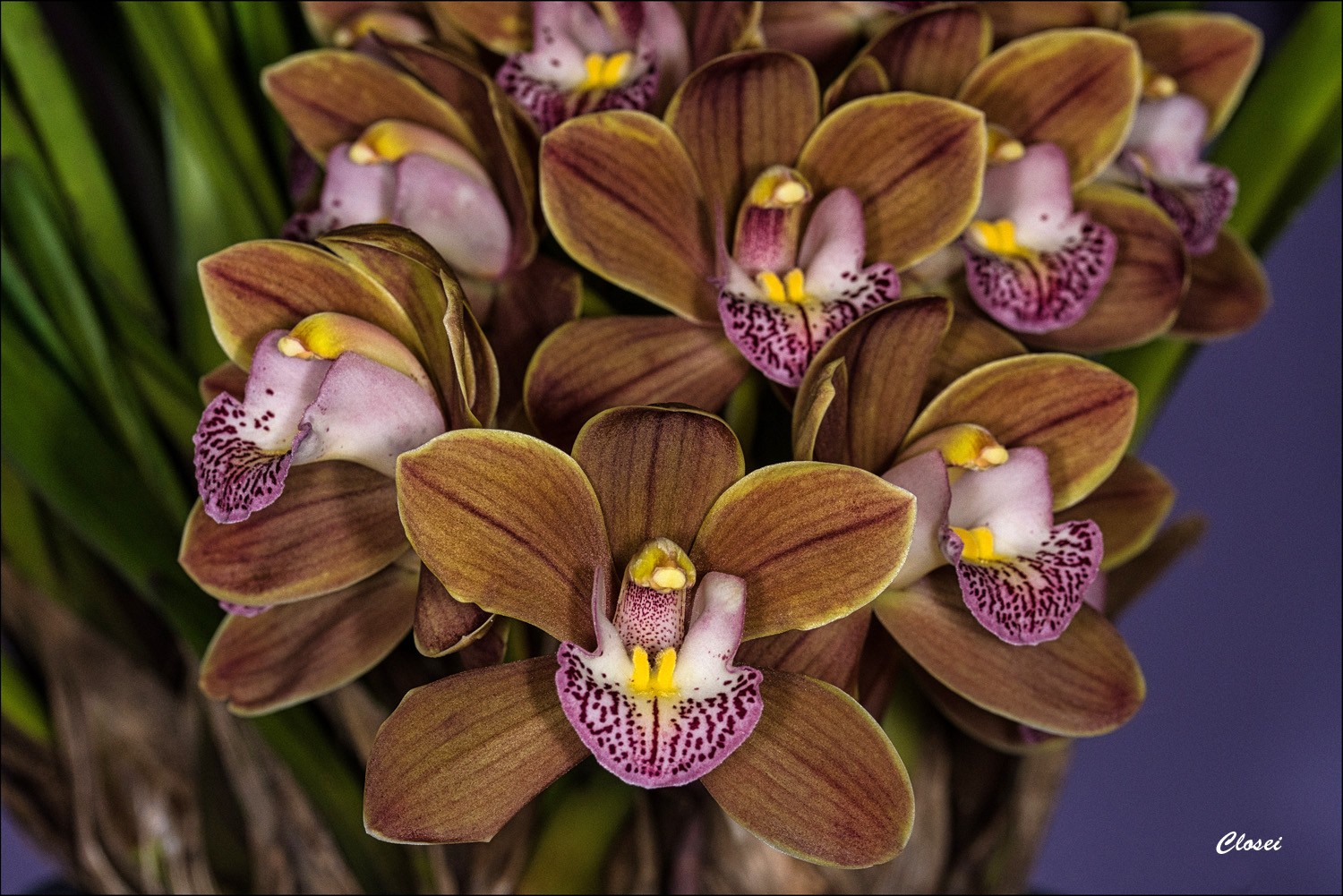 Cymbidiums r.jpg