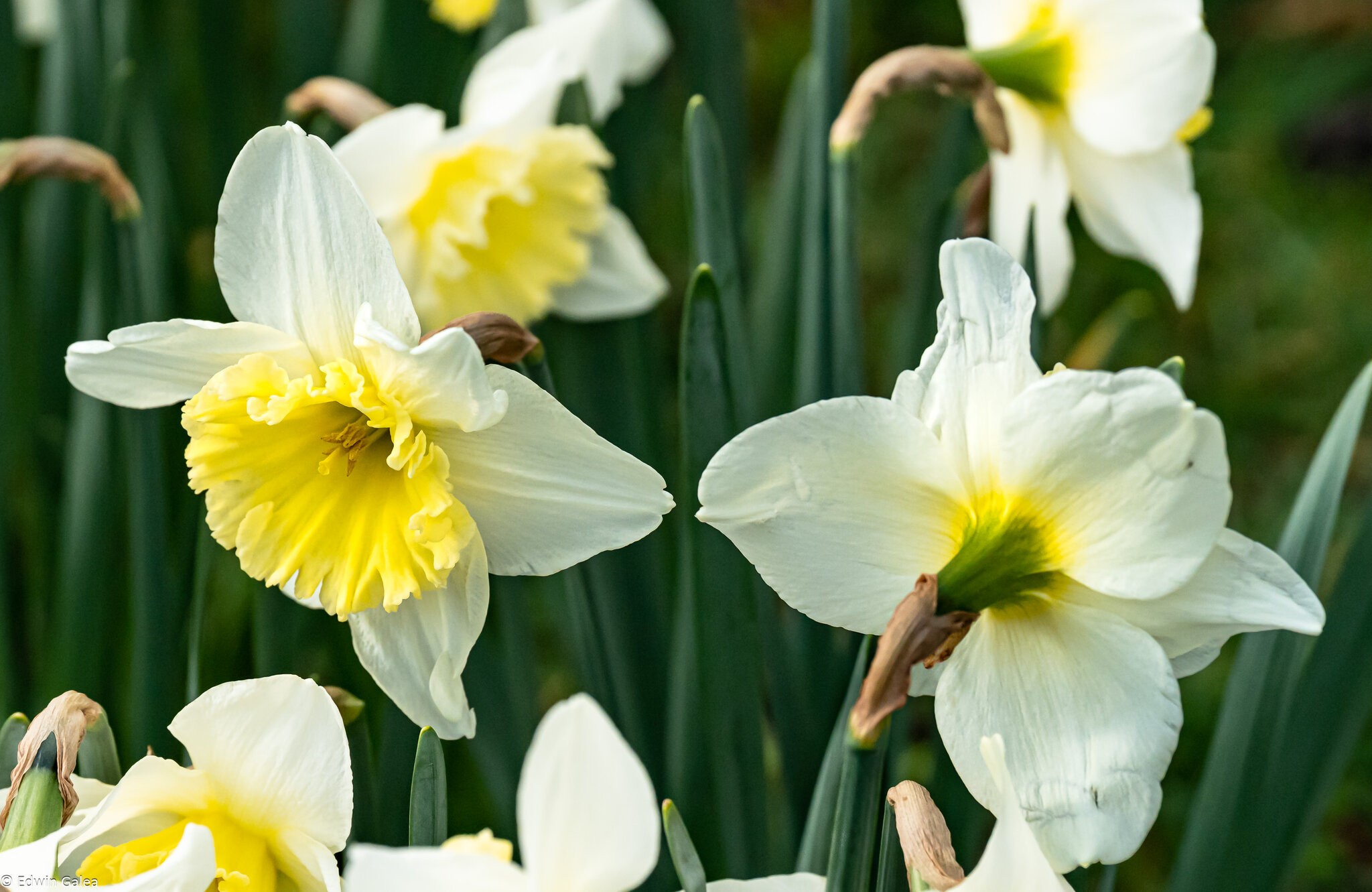 daffs-1.jpg