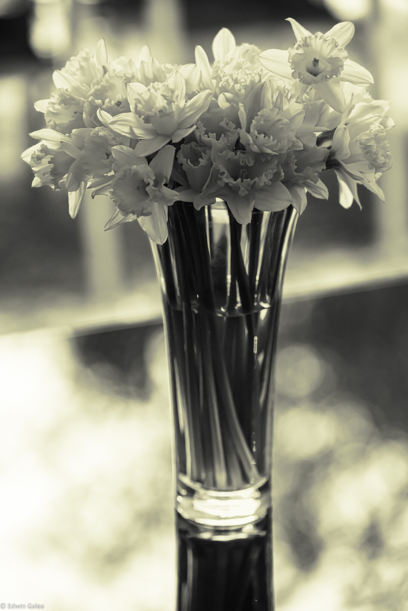 daffs_bw-4.jpg