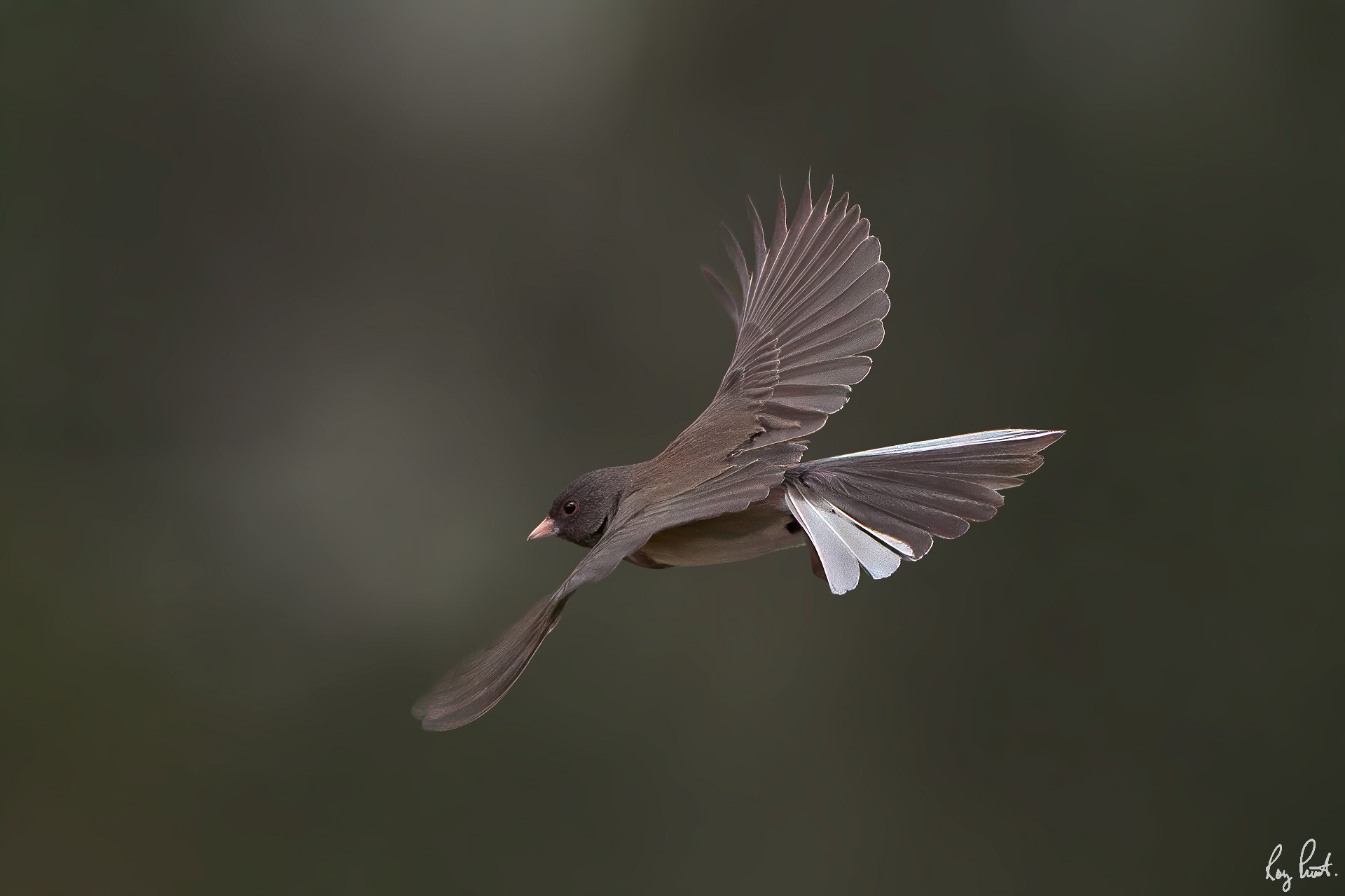 Dark-eyed-Junco-7549-Edit.jpg