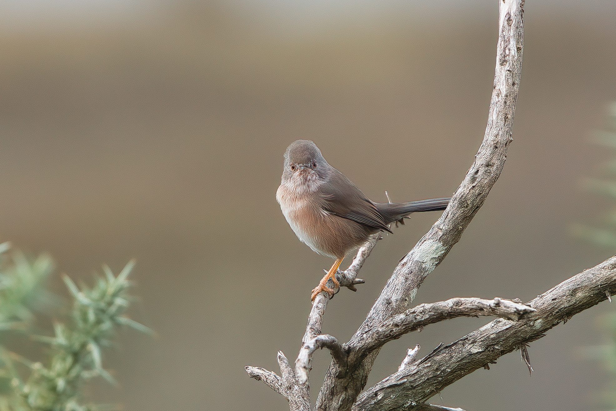 Dartford Warbler 2 - Arne.jpeg