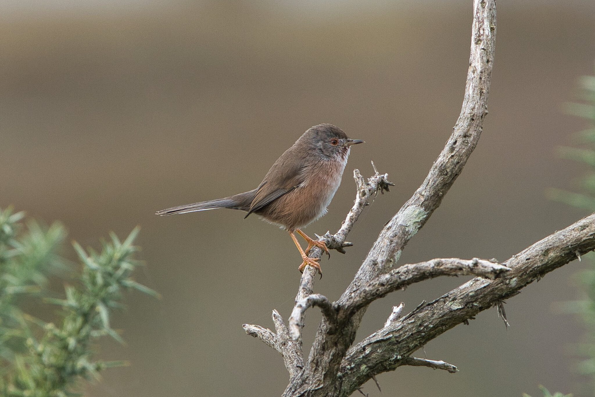 Dartford Warbler - Arne.jpeg