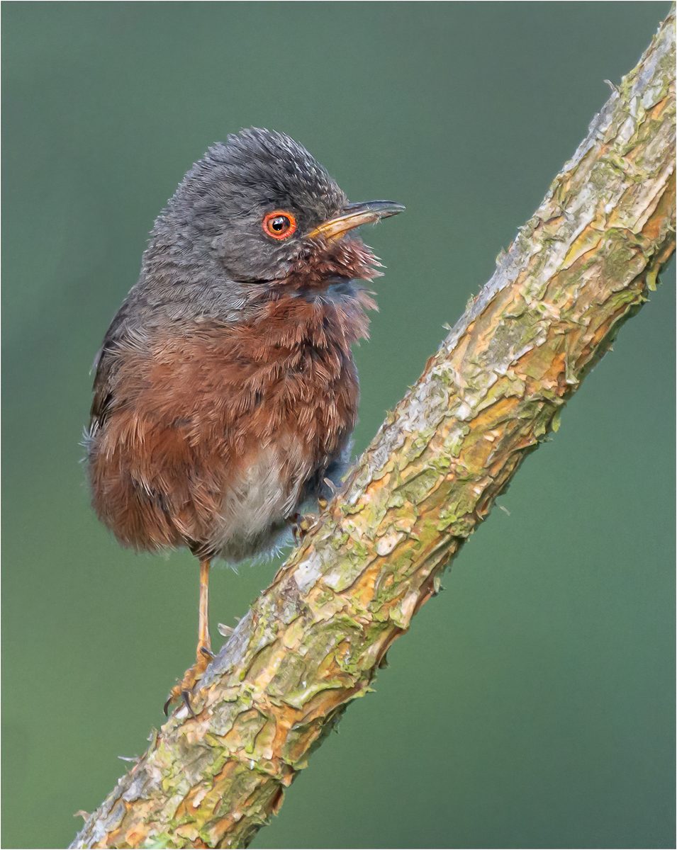 Dartford Warbler