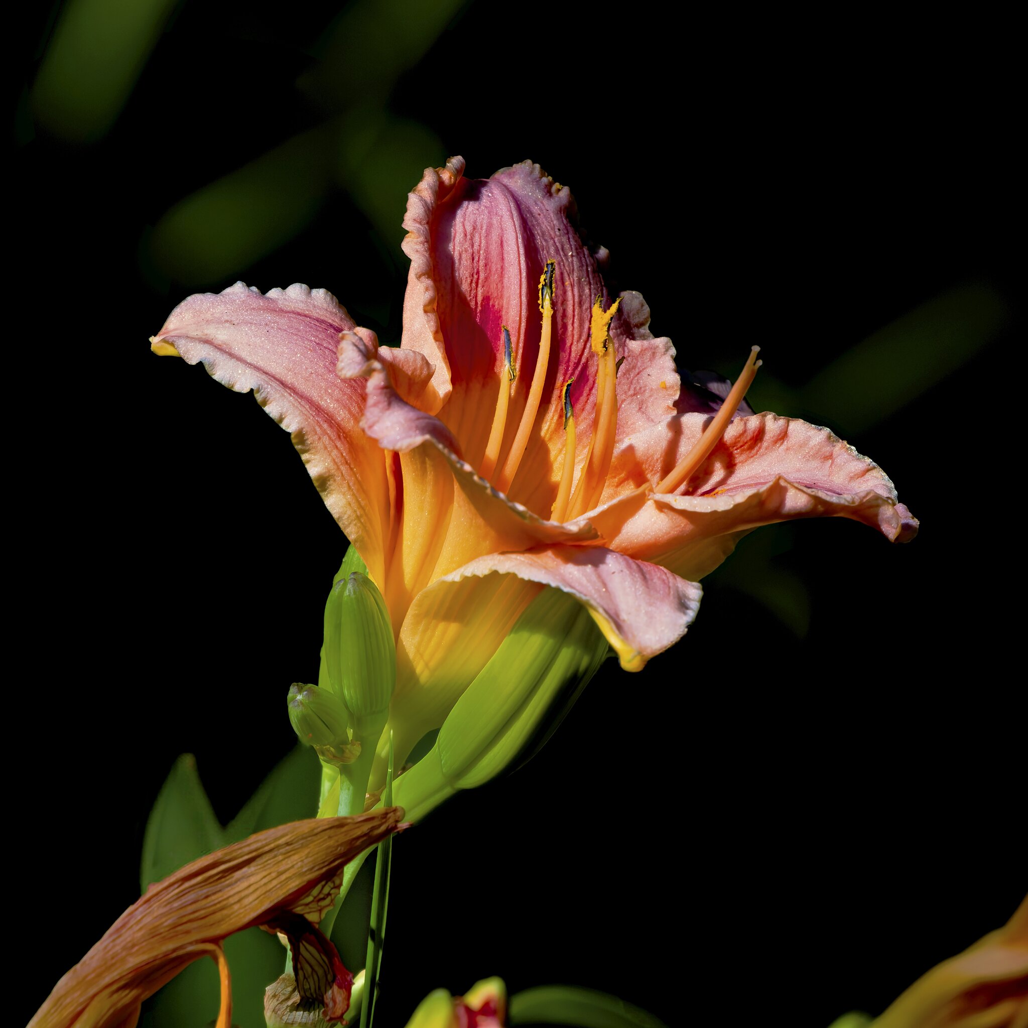 Daylily.jpg