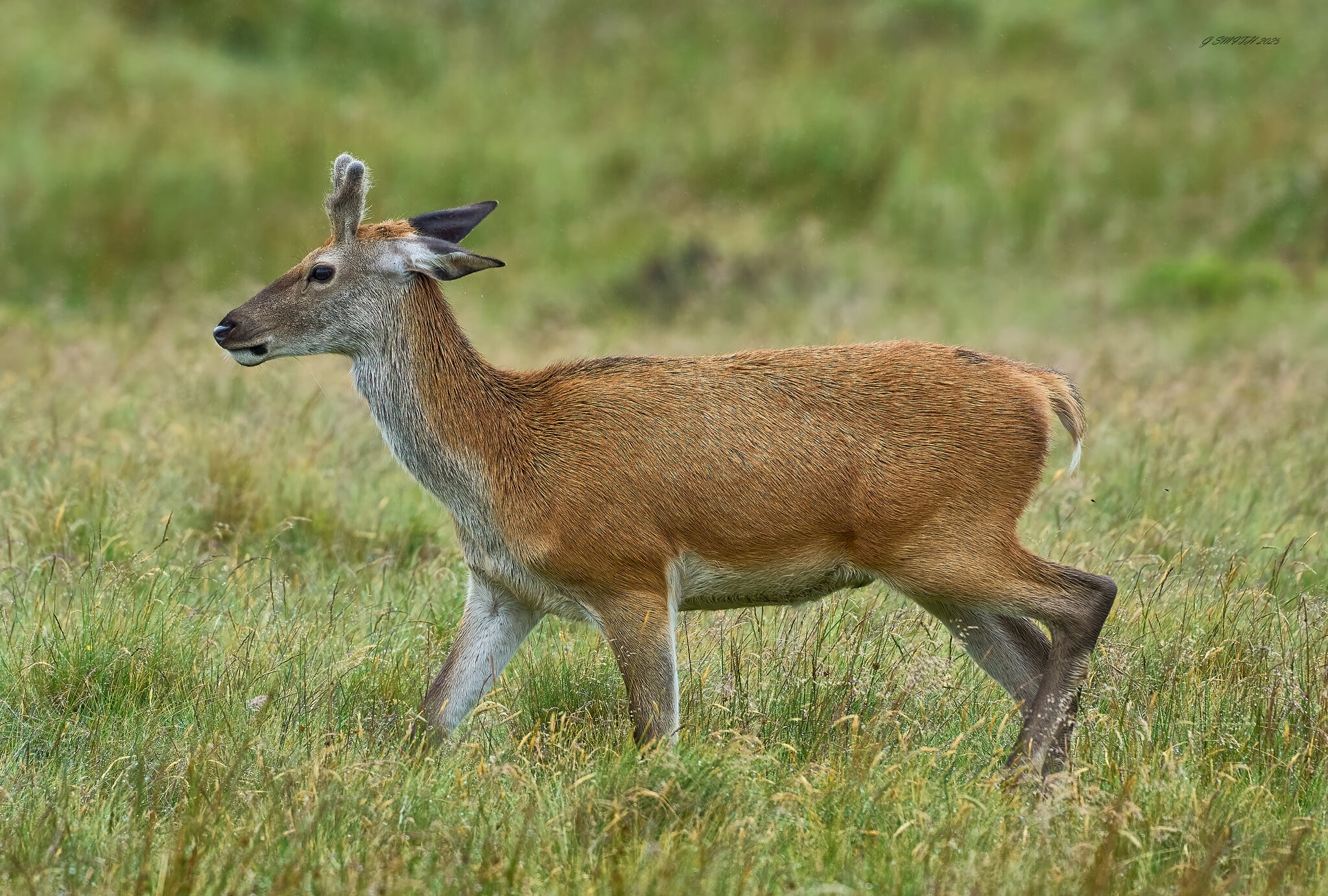 deer 2025_4.jpg