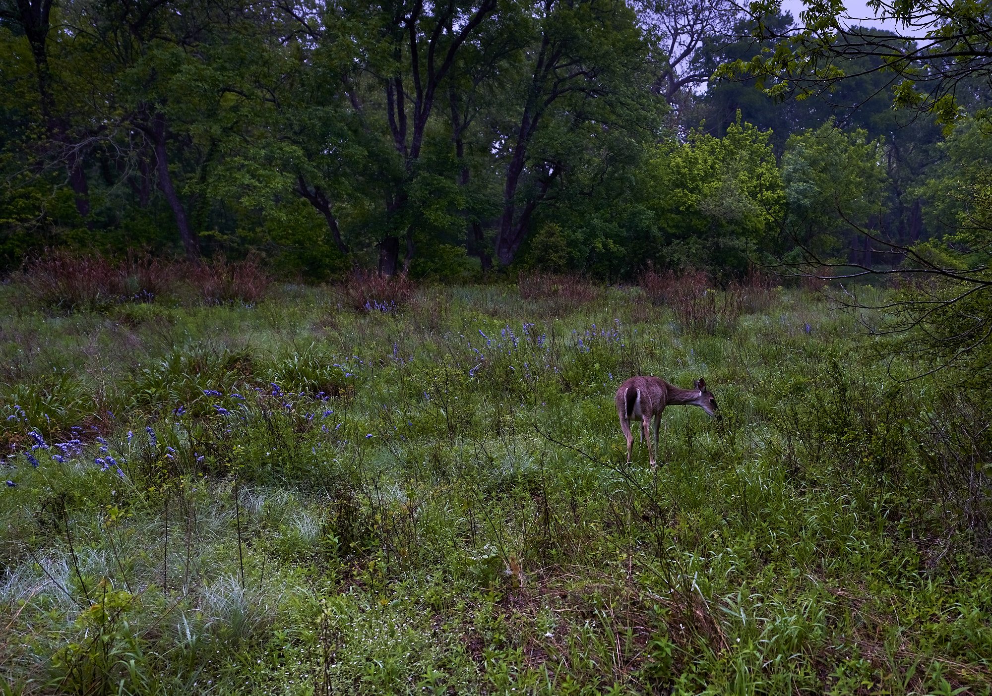 Deer foraging