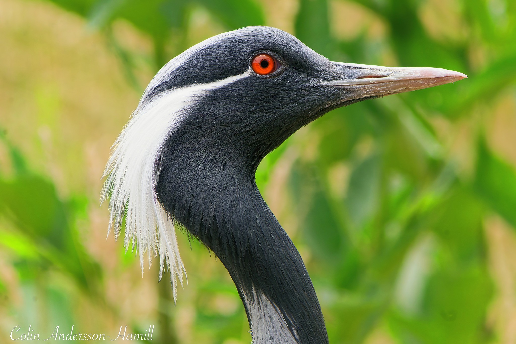 Demoiselle Crane