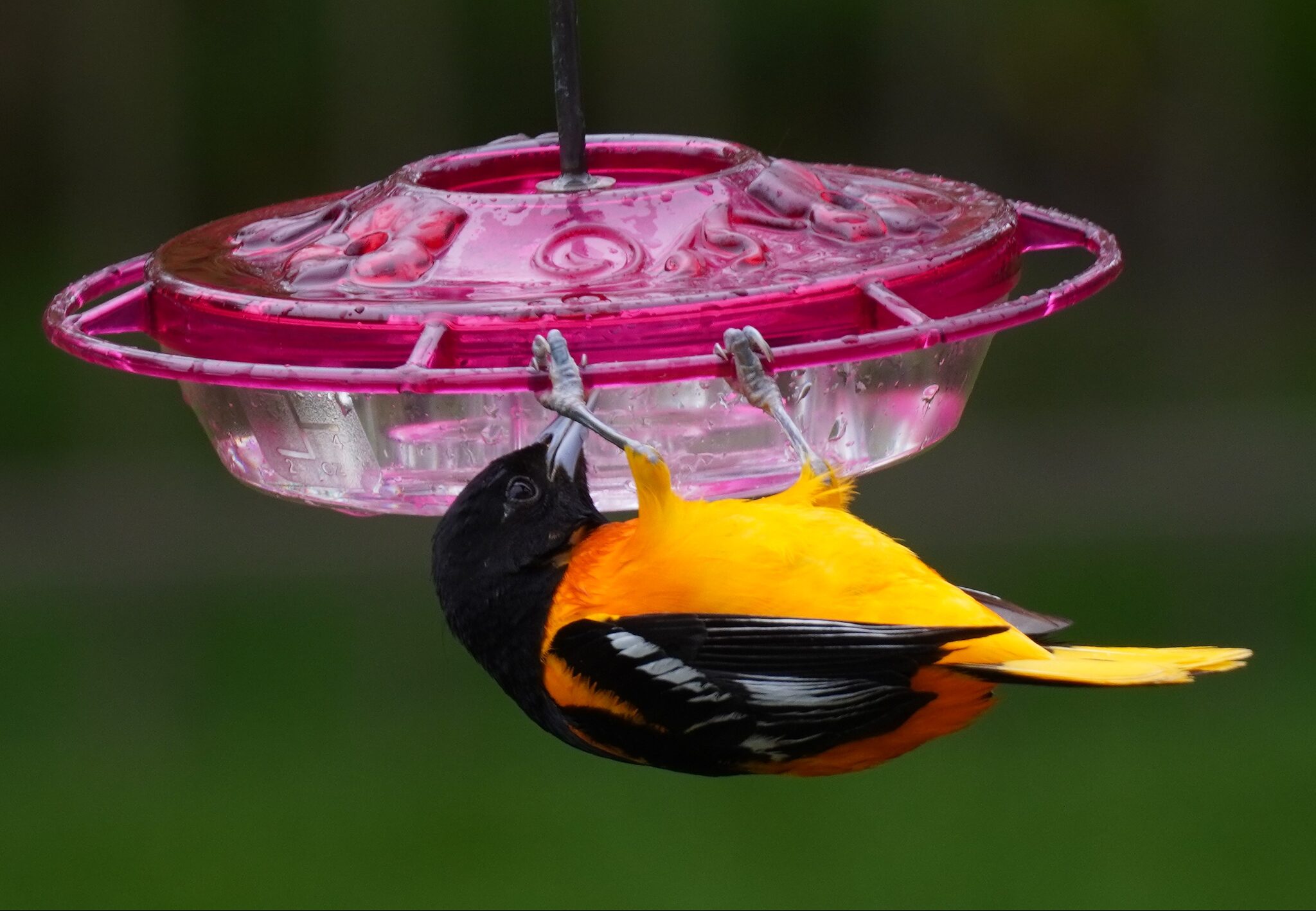 Determined Oriole