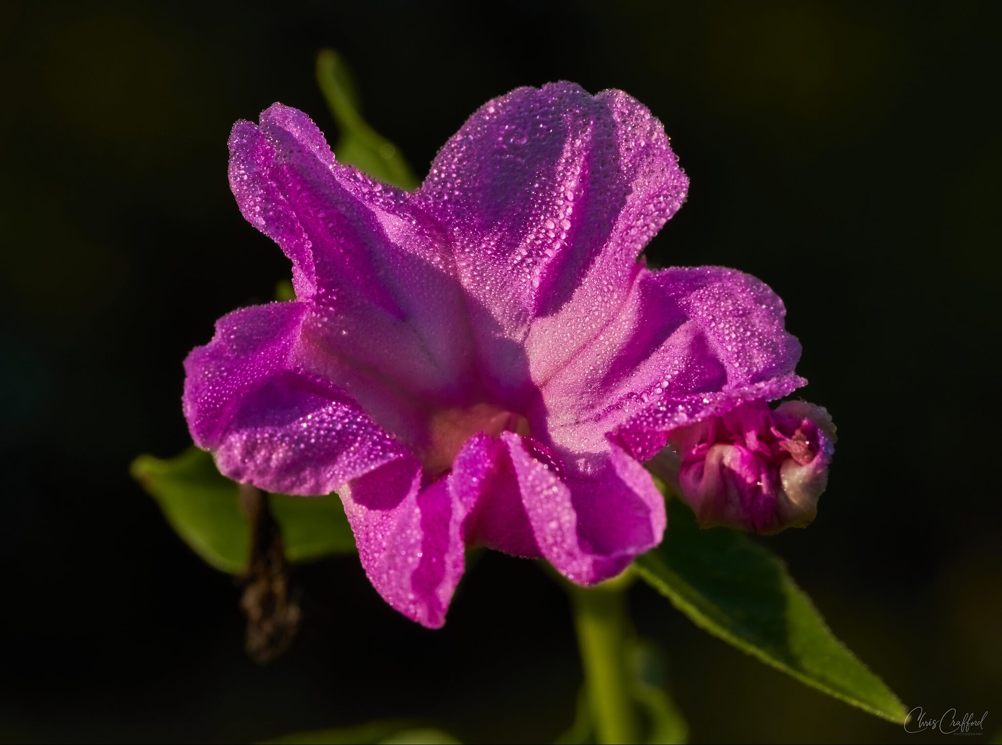 Dew covered wild bloom in the early light.